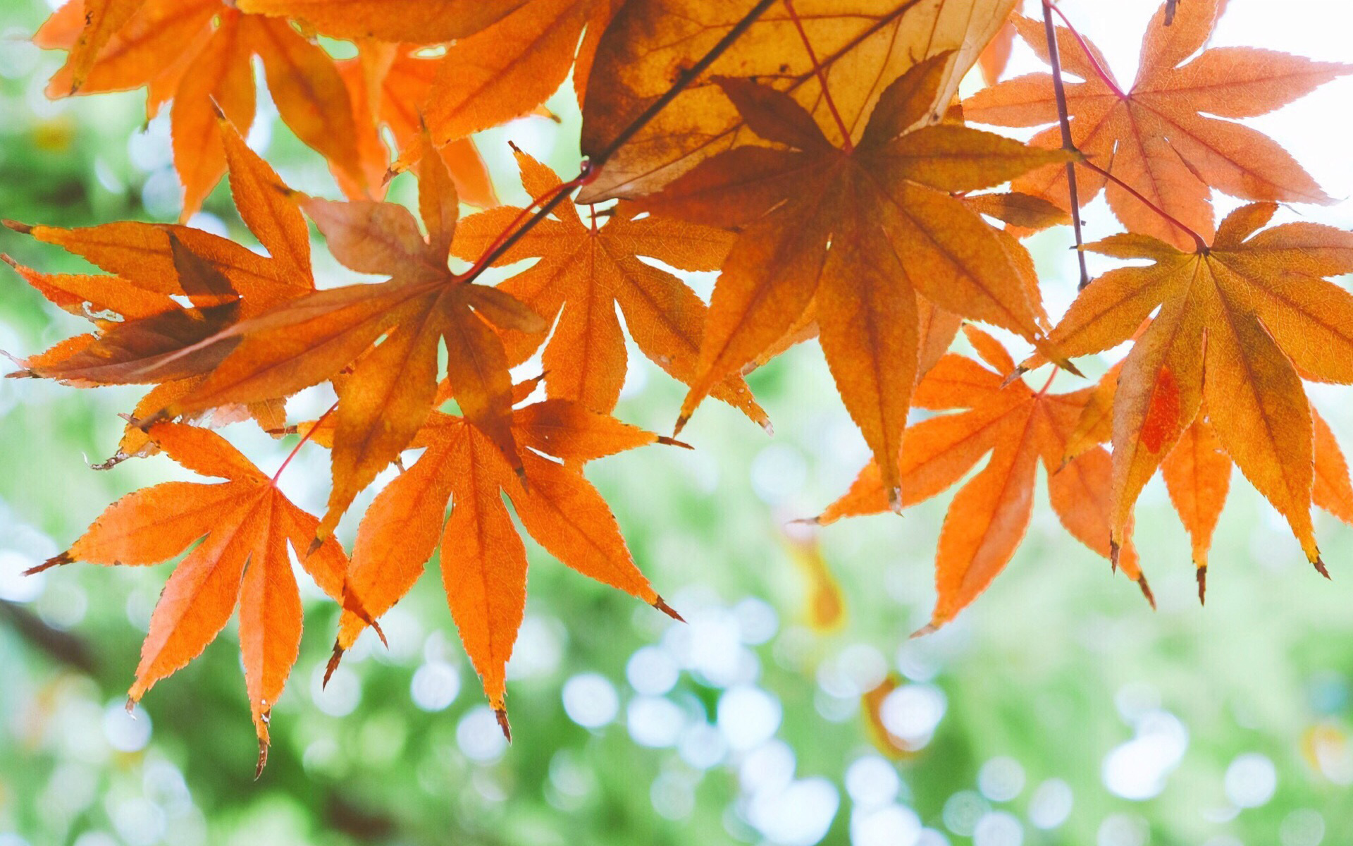 小清新 娇艳欲滴