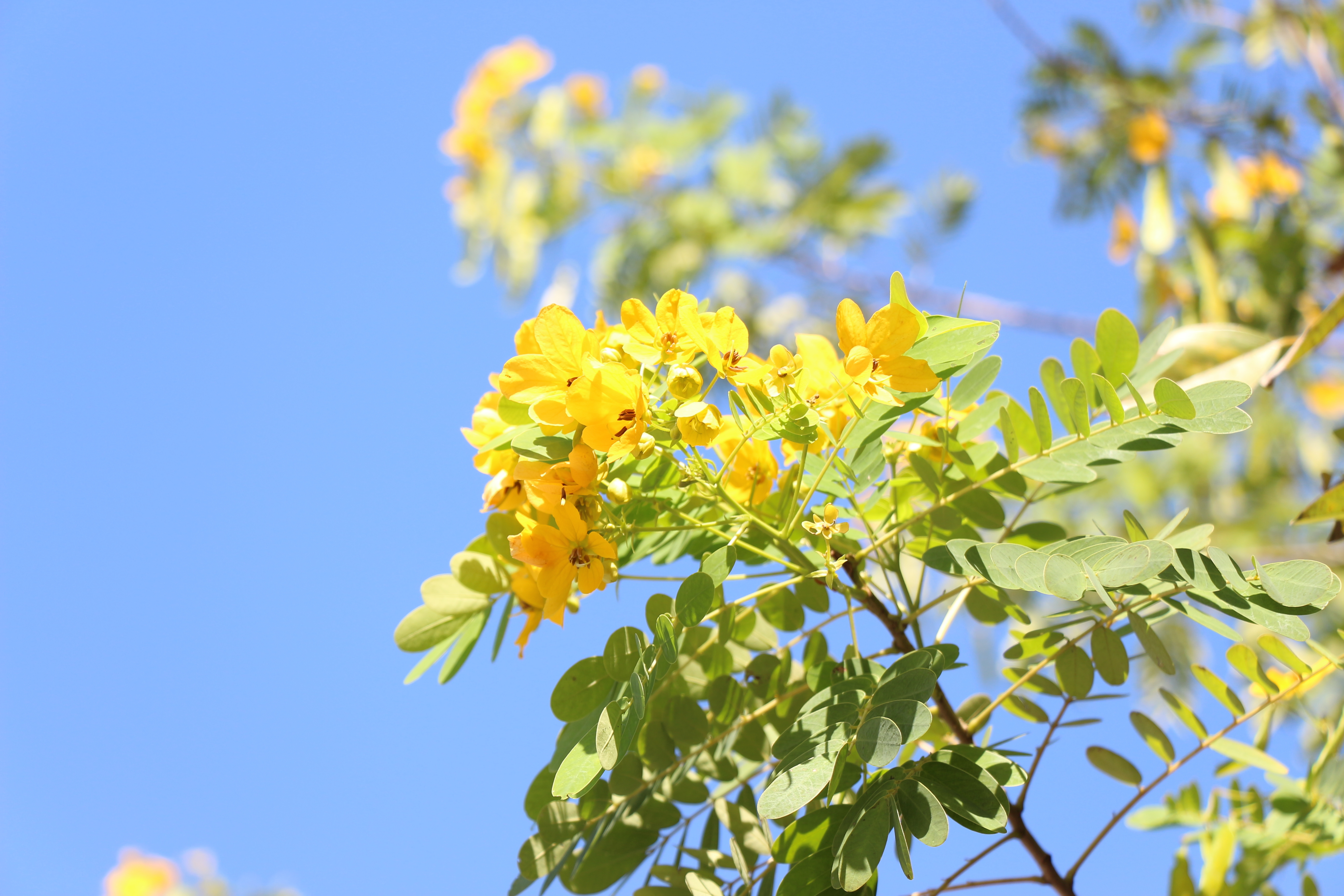 风景小清新 冬天 树木 树叶 日系