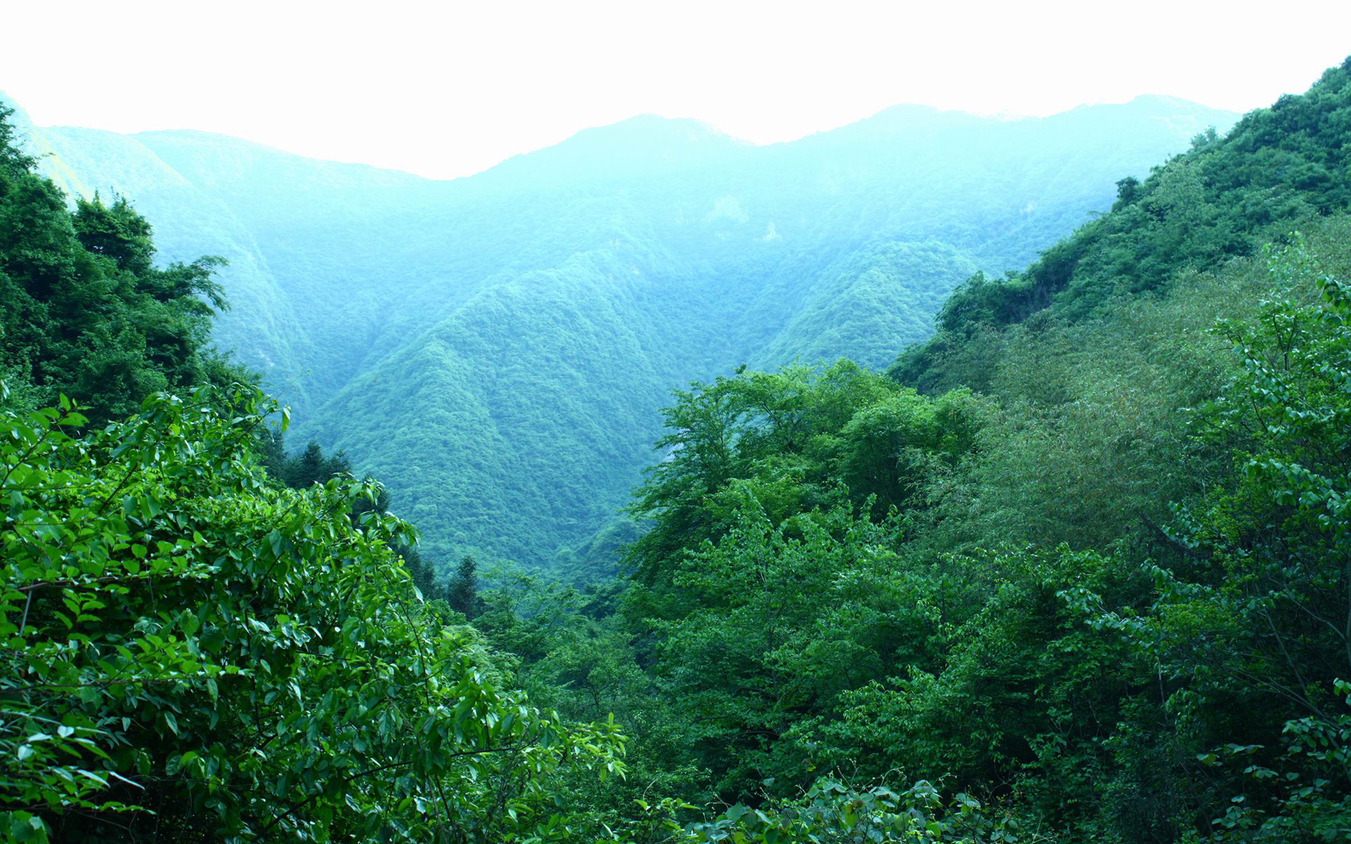 风景 自然风光 森林 植物