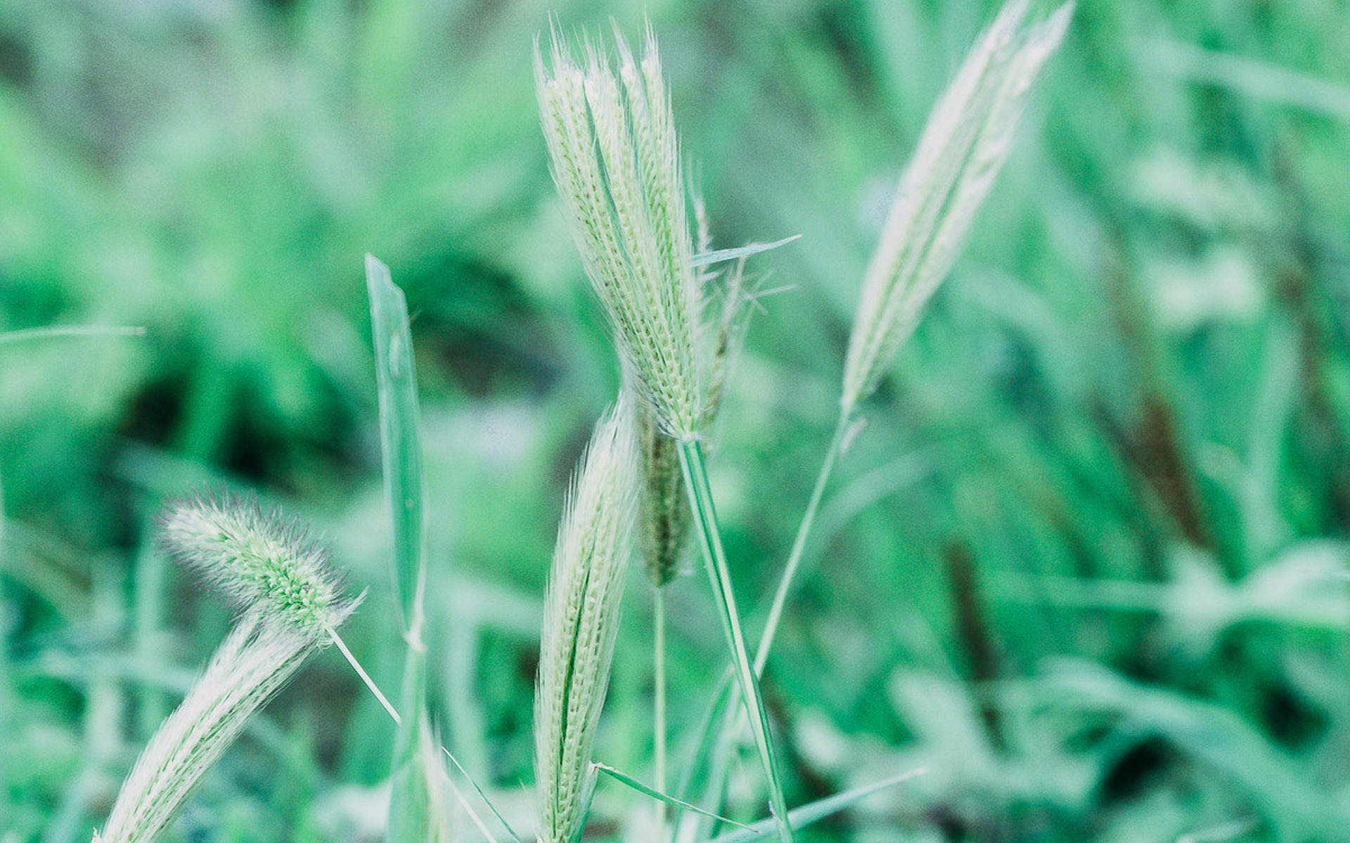 护眼壁纸  植物  绿色树叶