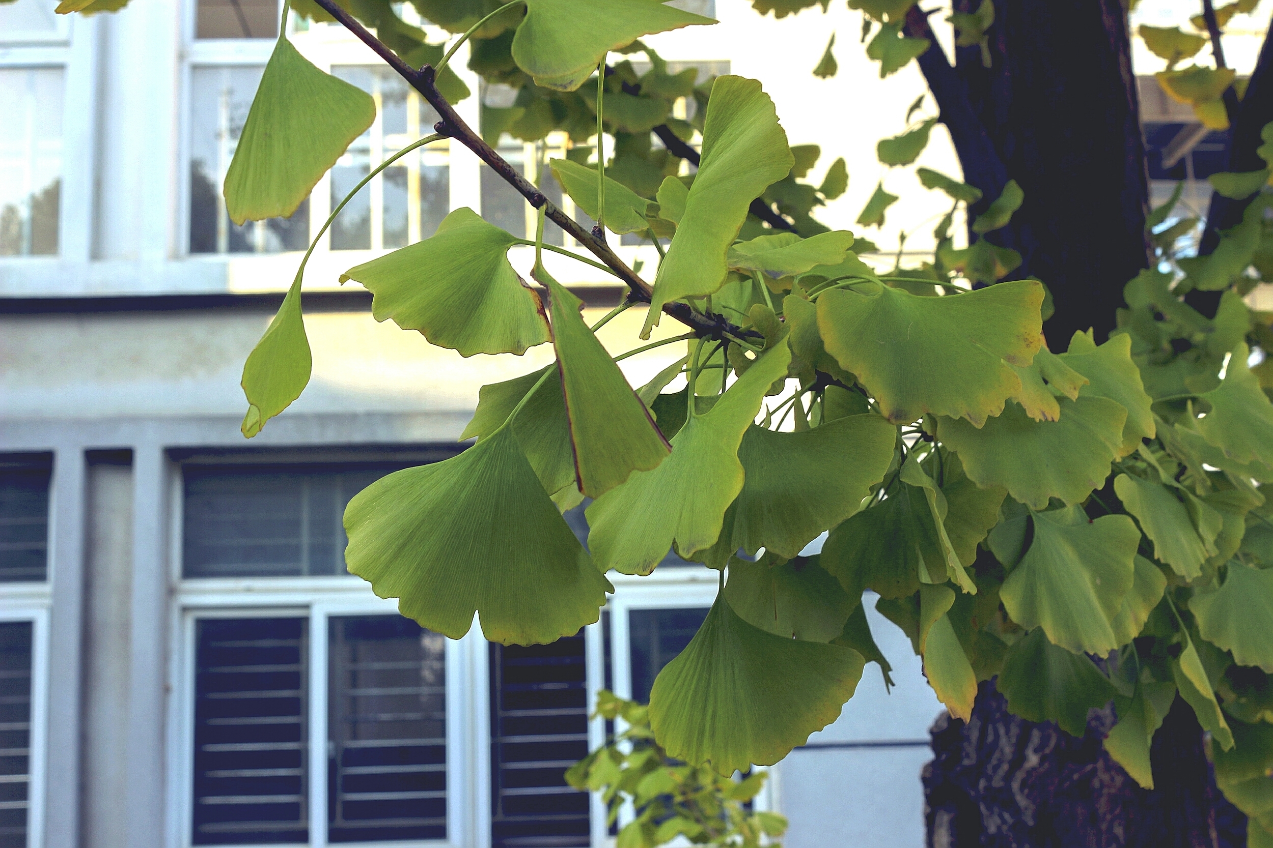 小清新 护眼 绿色 植物