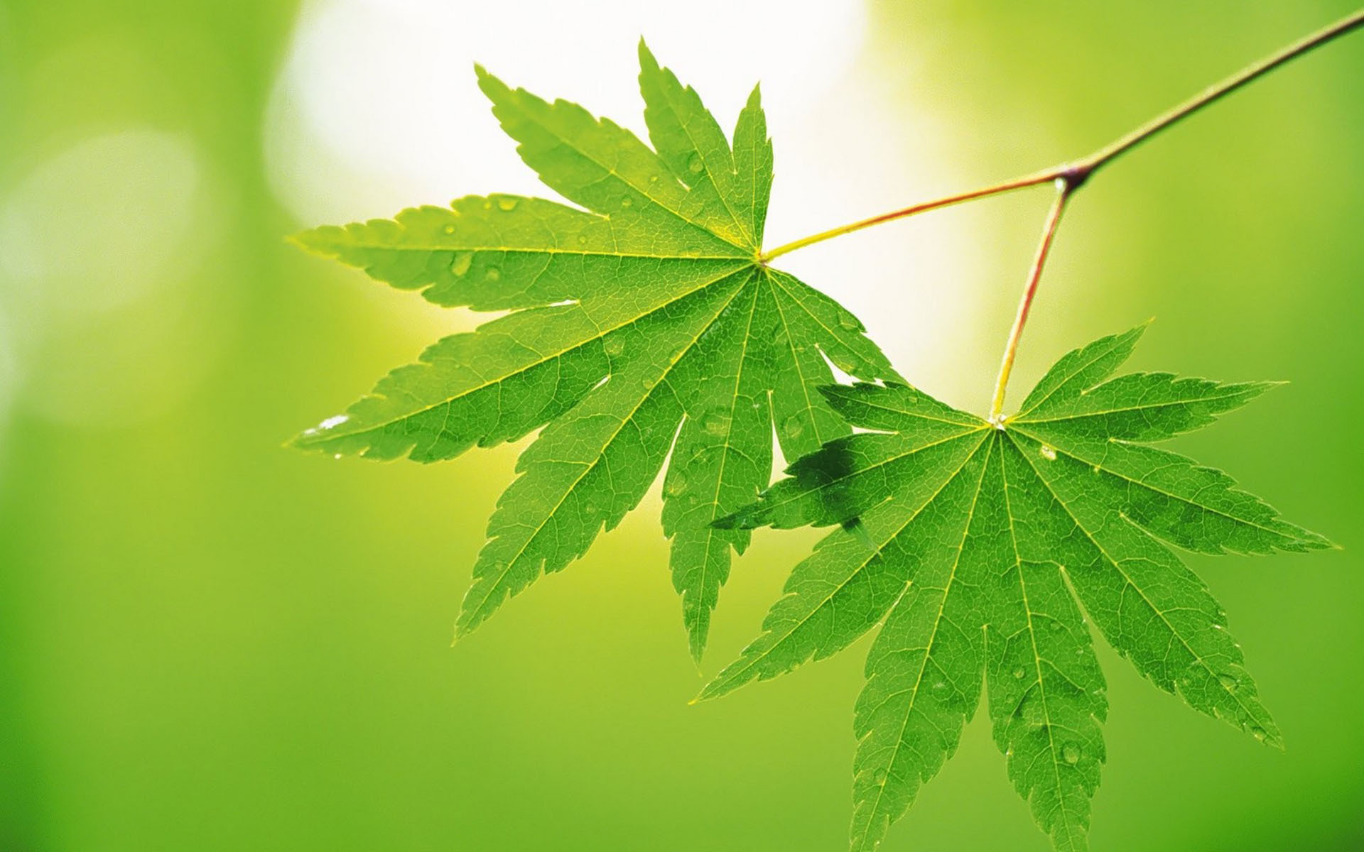 小清新 鸟语花香 叶子 植物 护眼壁纸