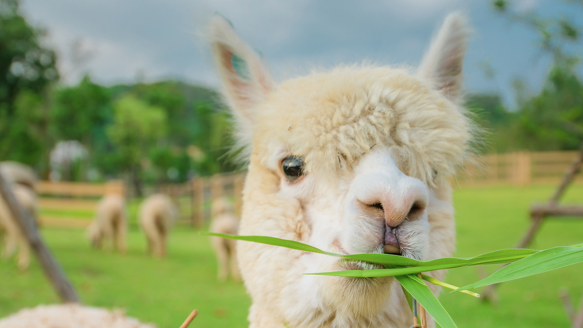 萌宠 野生动物 羊驼
