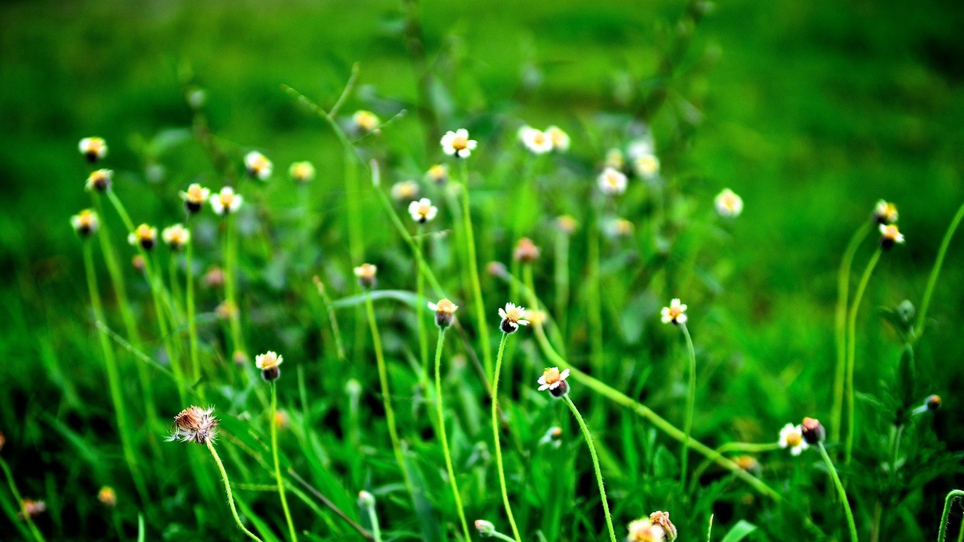 护眼壁纸 绿色 小花