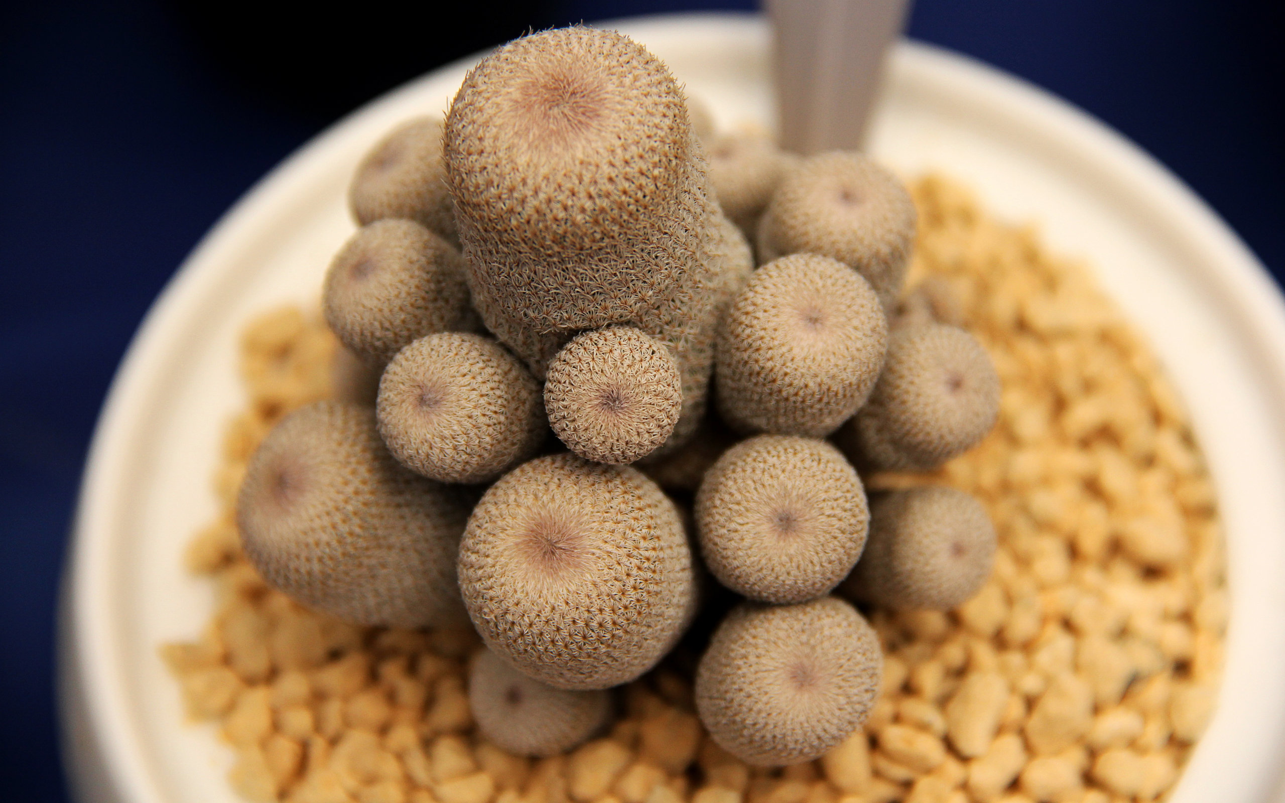 小清新 植物 多肉