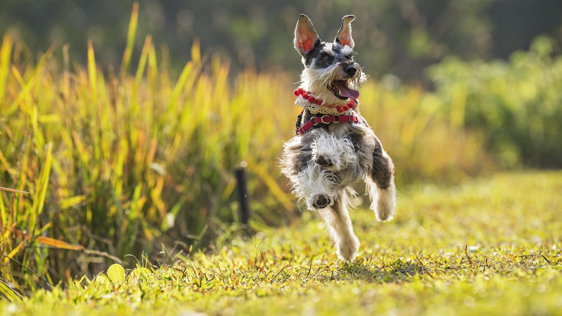萌宠 动物 汪星人 狗 雪纳瑞
