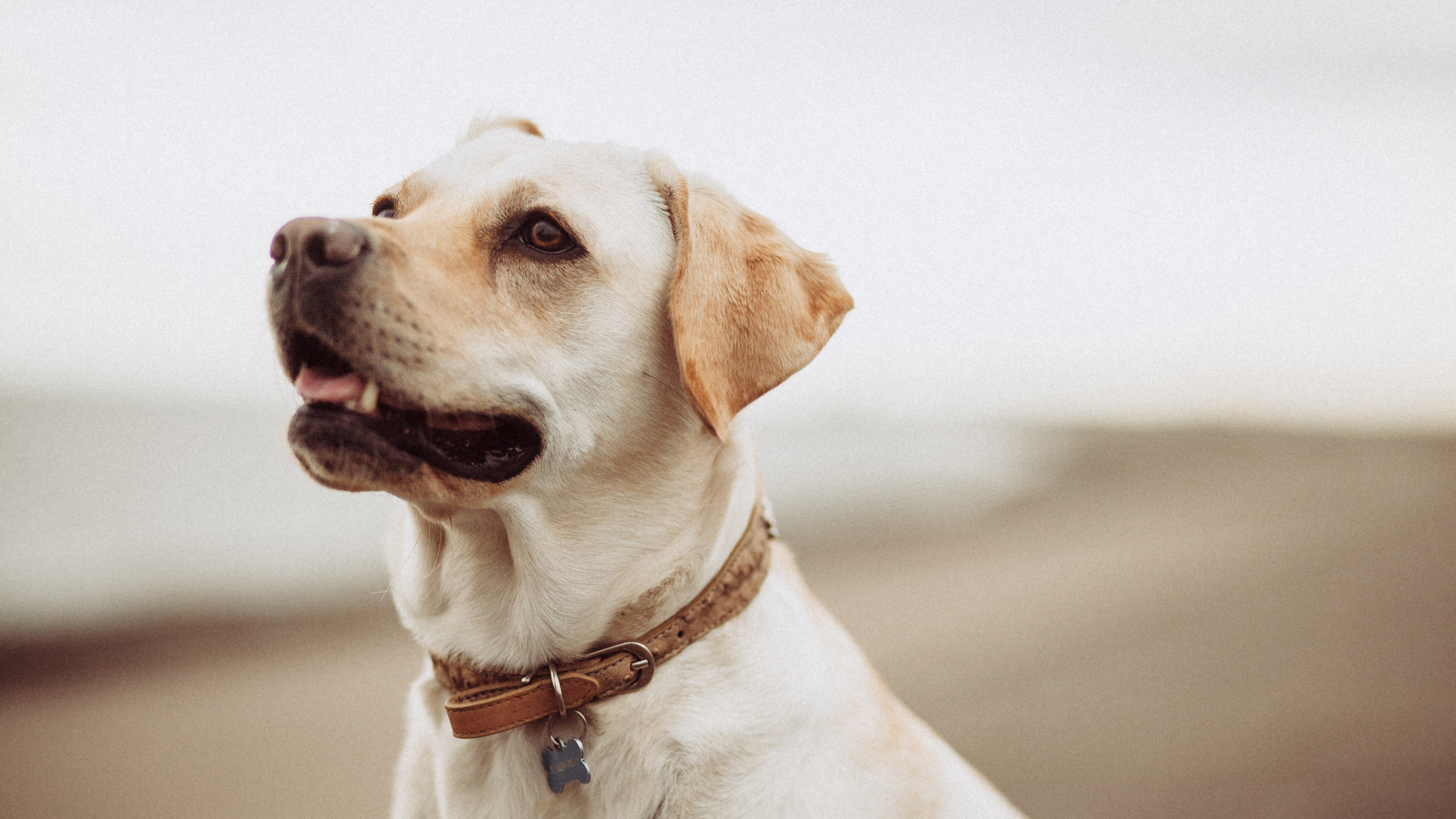 萌宠 动物 狗 汪星人 4k