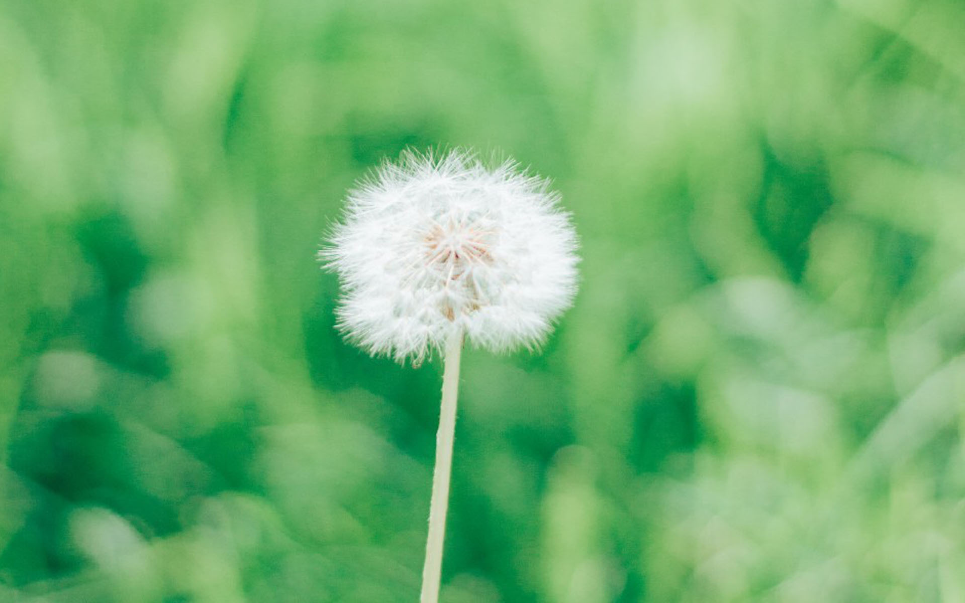 护眼壁纸  绿色 护眼 花卉