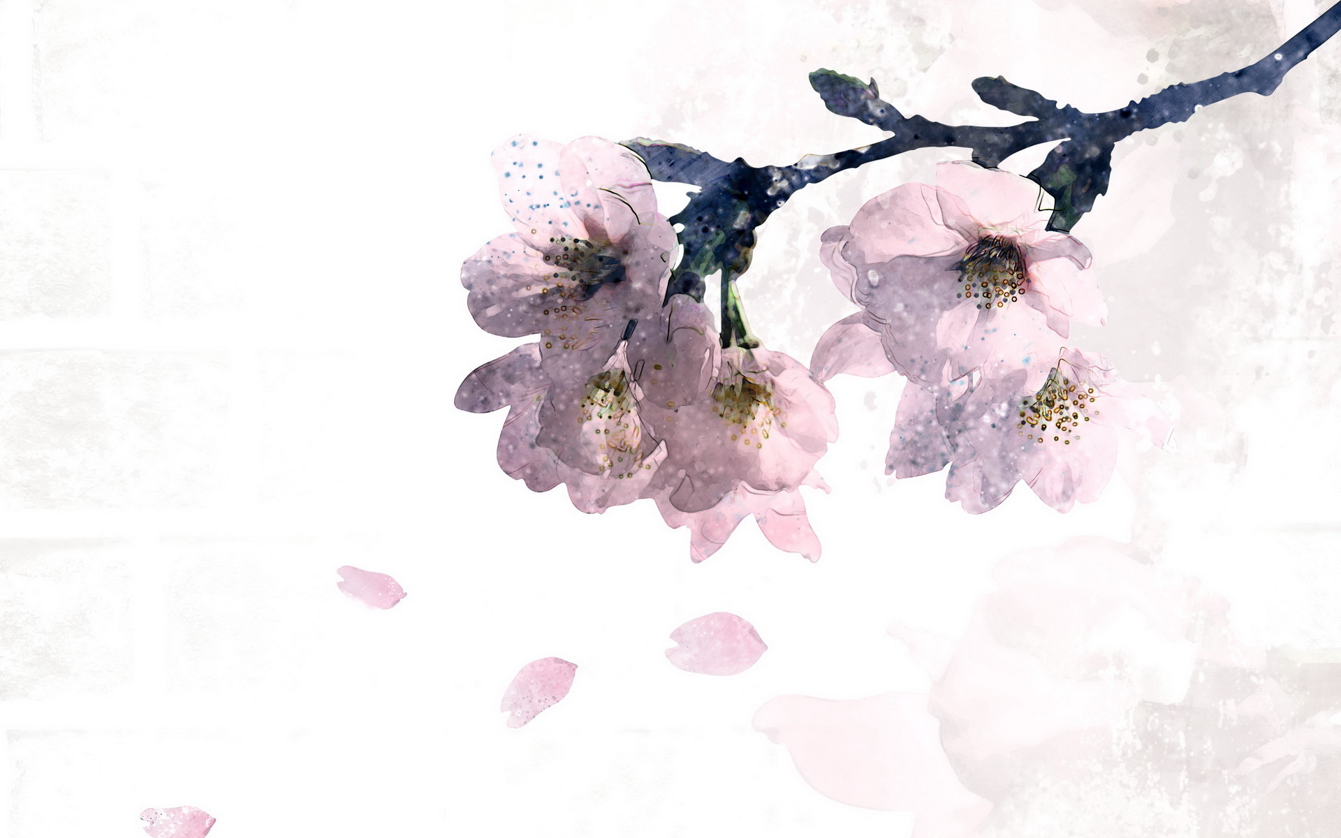 小清新  浪漫   简约  花卉   宽屏