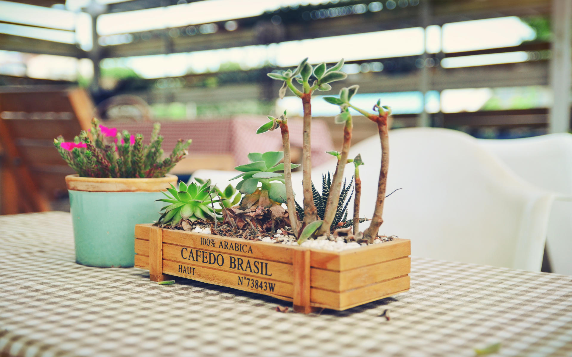 小清新 植物 盆栽 静物写真