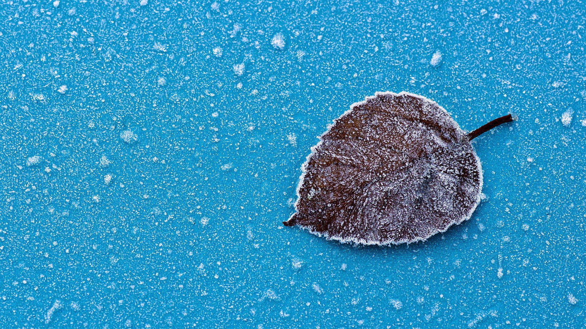小清新 树叶 雪花