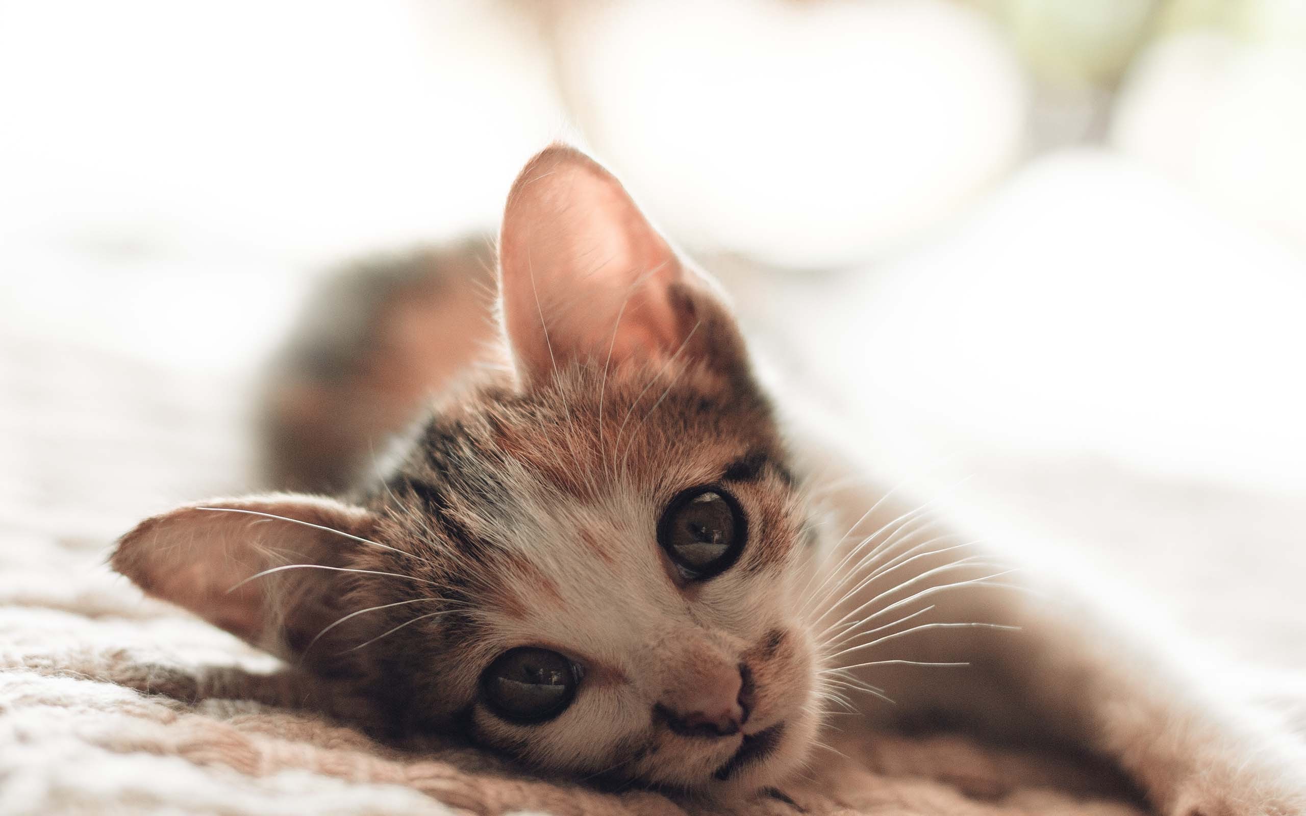 喵星人  萌宠小喵咪  呆萌