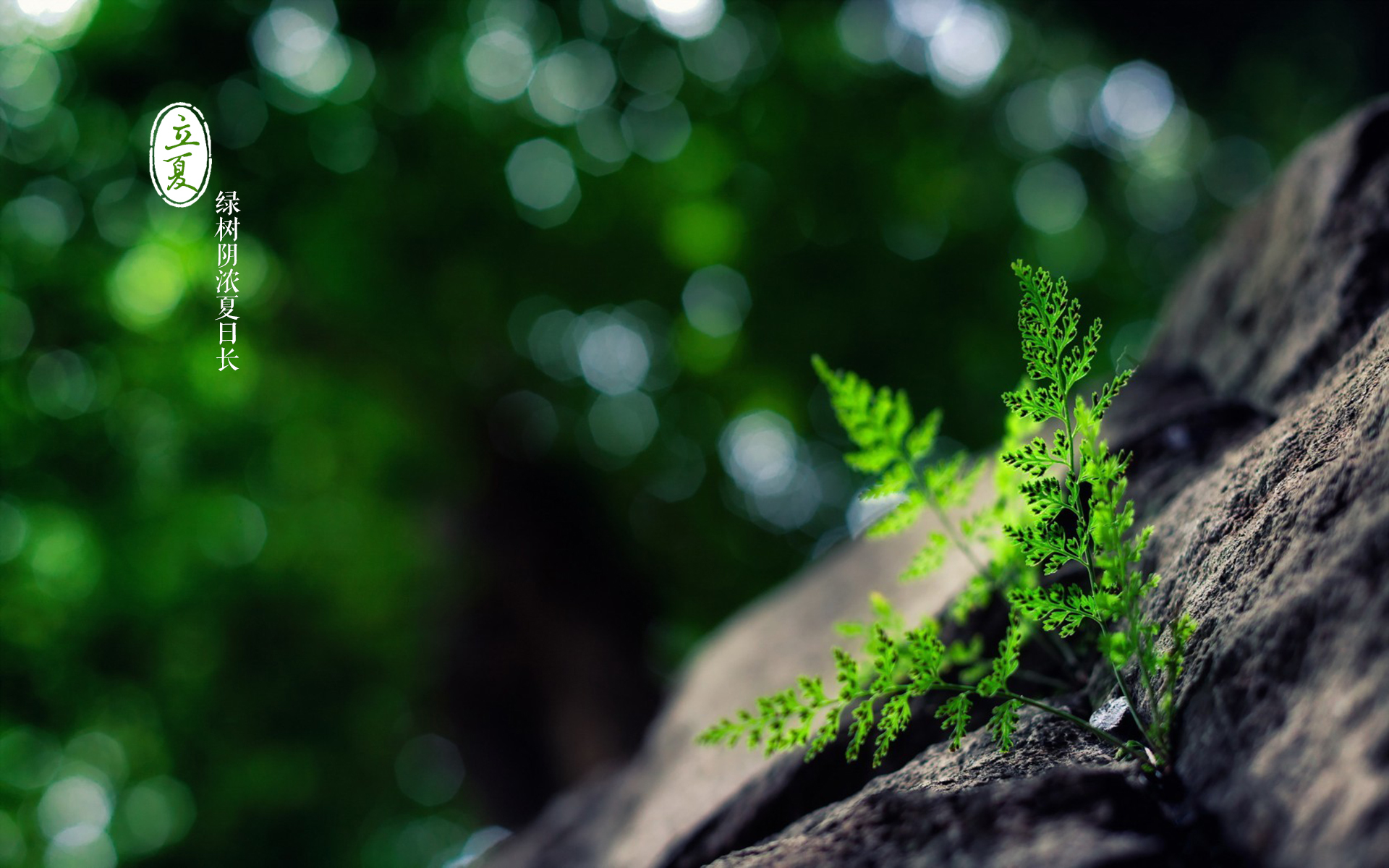 节日 节气 立夏 清新 宽屏