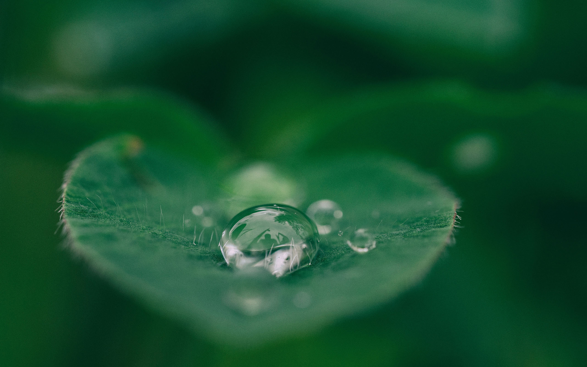 护眼壁纸  绿色 护眼  树叶