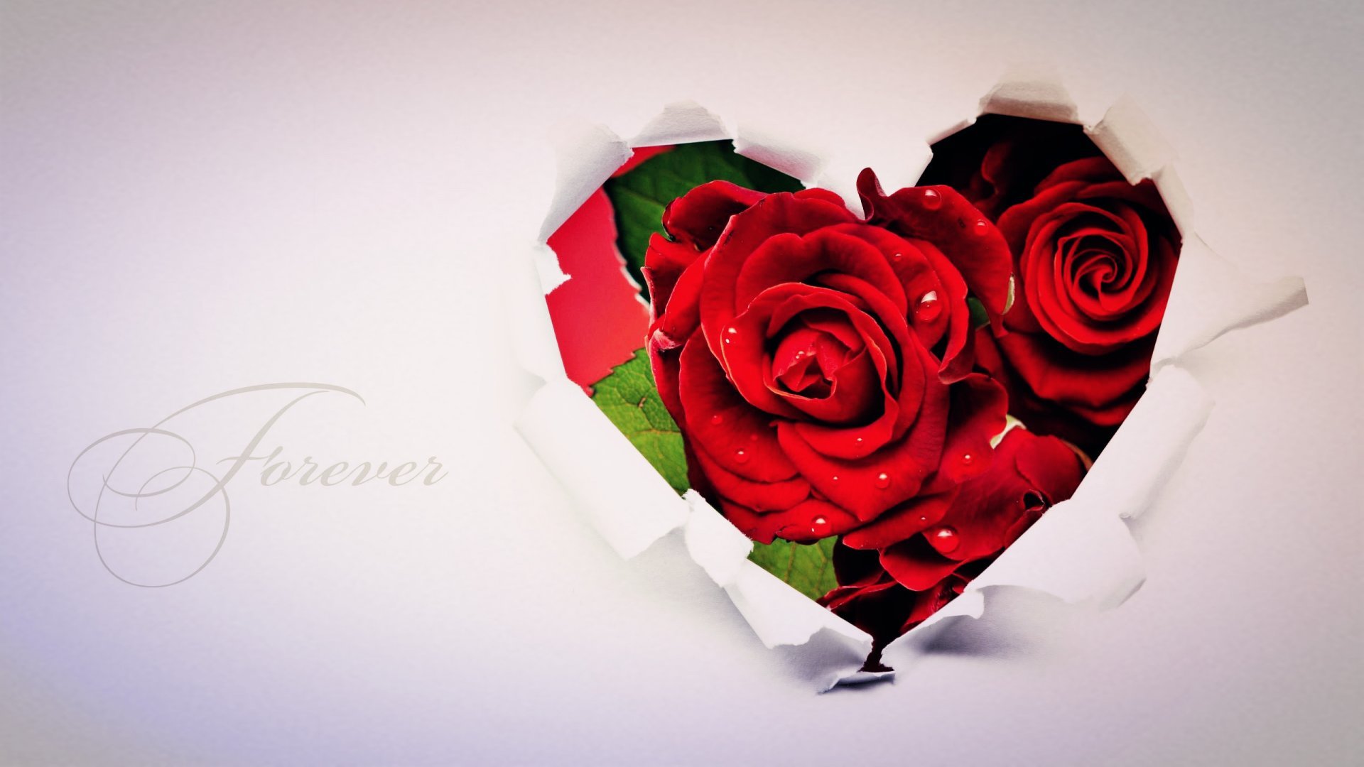 爱情 爱心 玫瑰花 温馨 宽屏