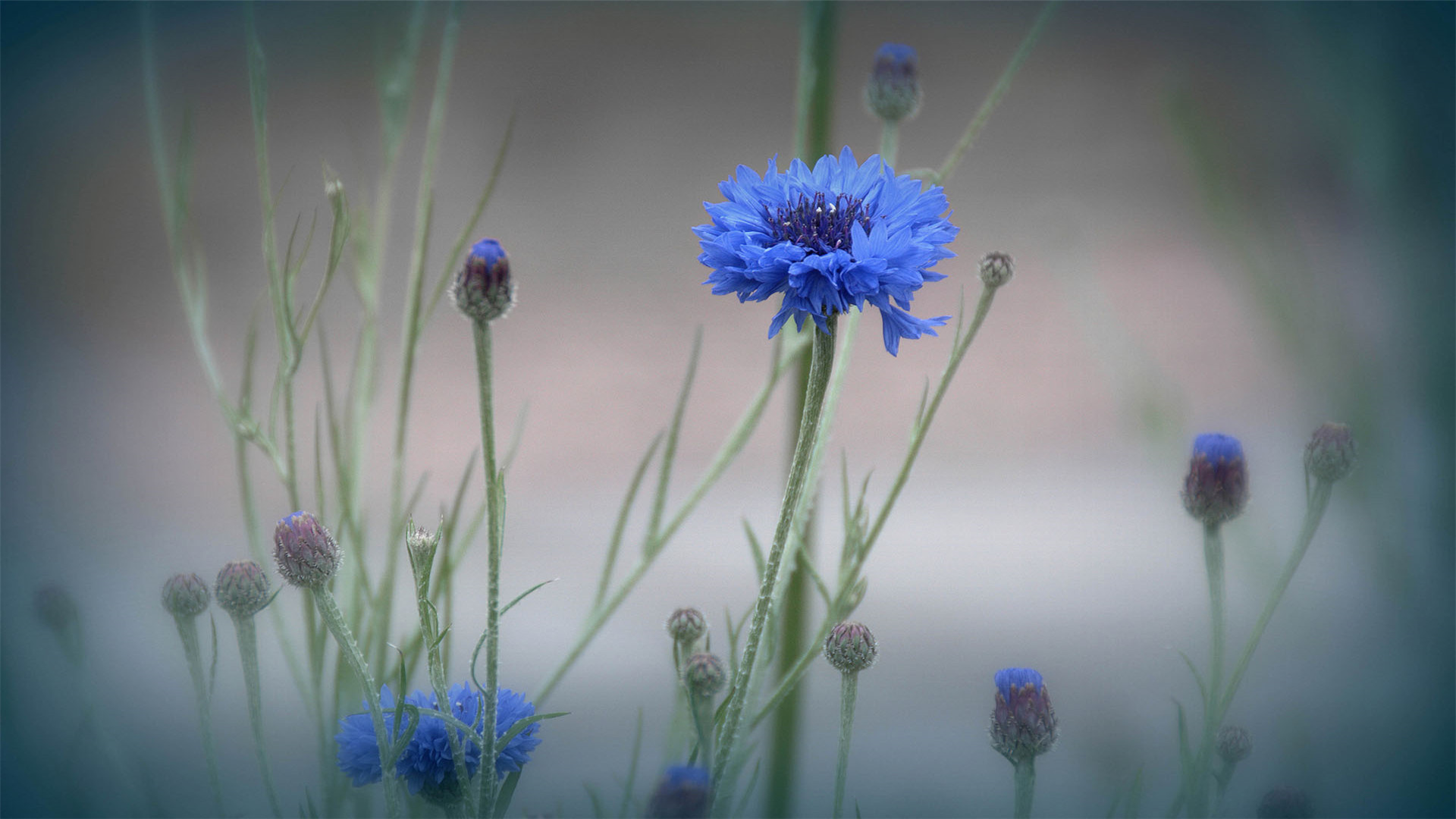 舒缓压力  植物  小清新  紫色