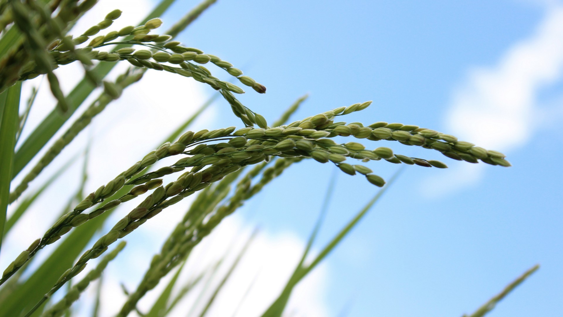 小清新 温毊一刻 麦穗 水稻