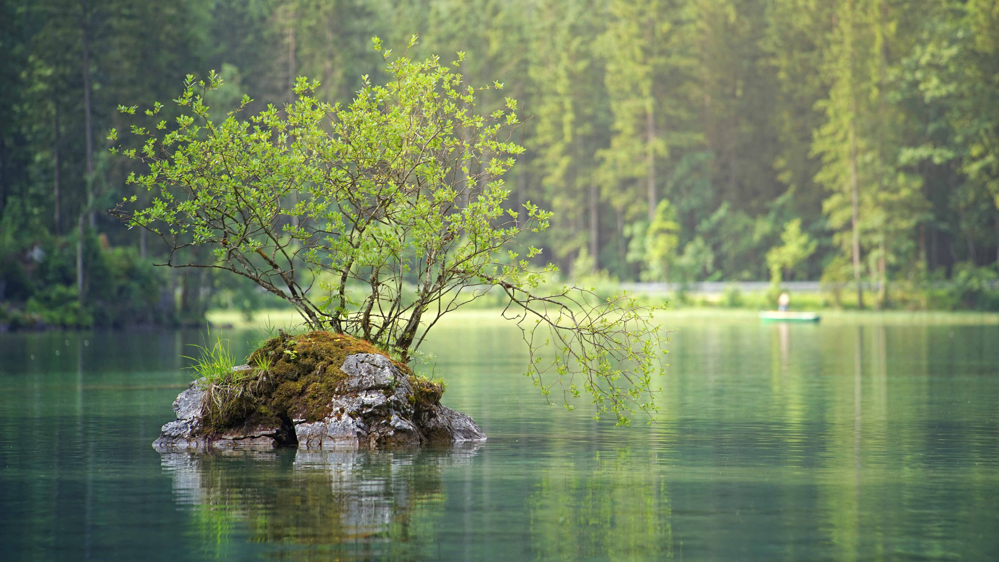 岩石岛  海边  大树   湖面