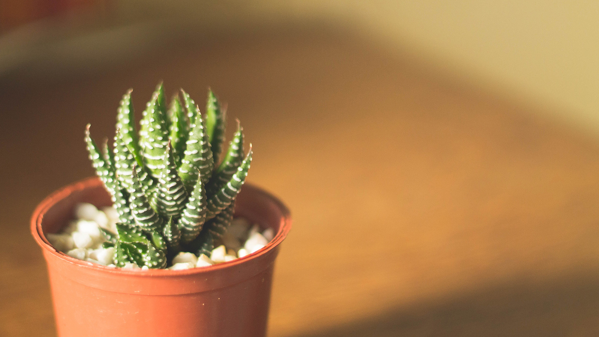 小清新 静物写真 盆栽 仙人球