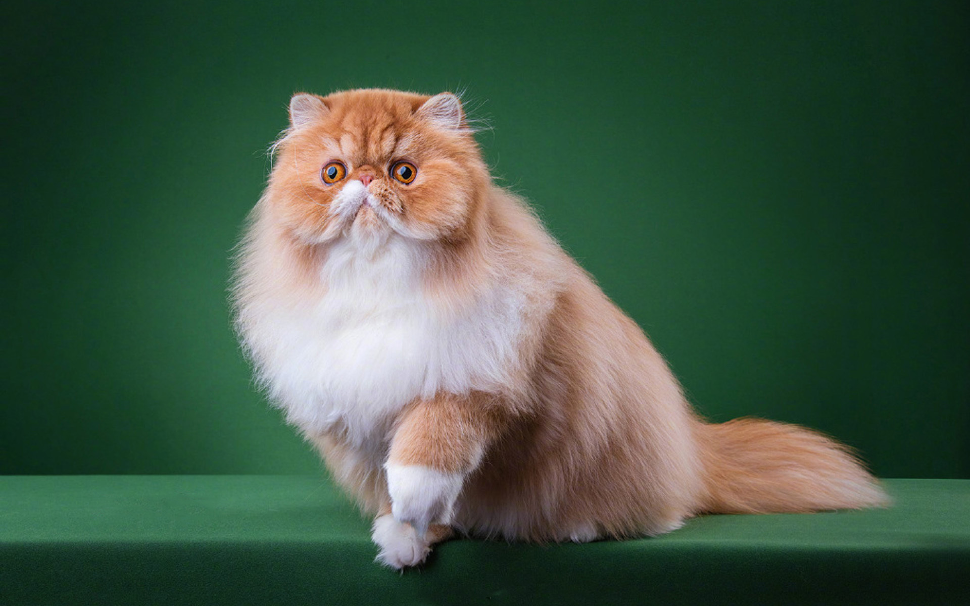 萌宠 动物 喵星人 猫