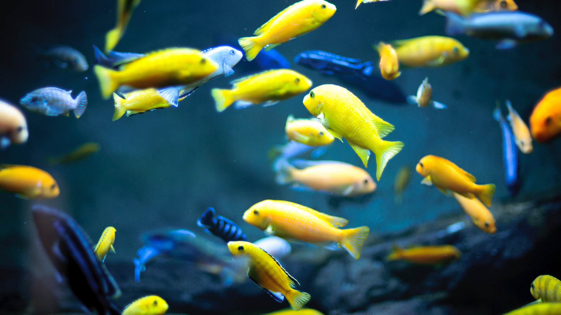 萌宠动物 海底世界 清新