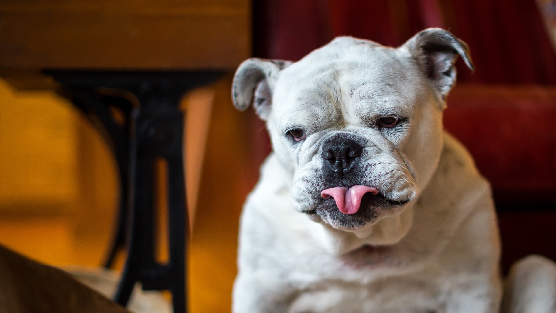 萌宠 动物 汪星人 狗
