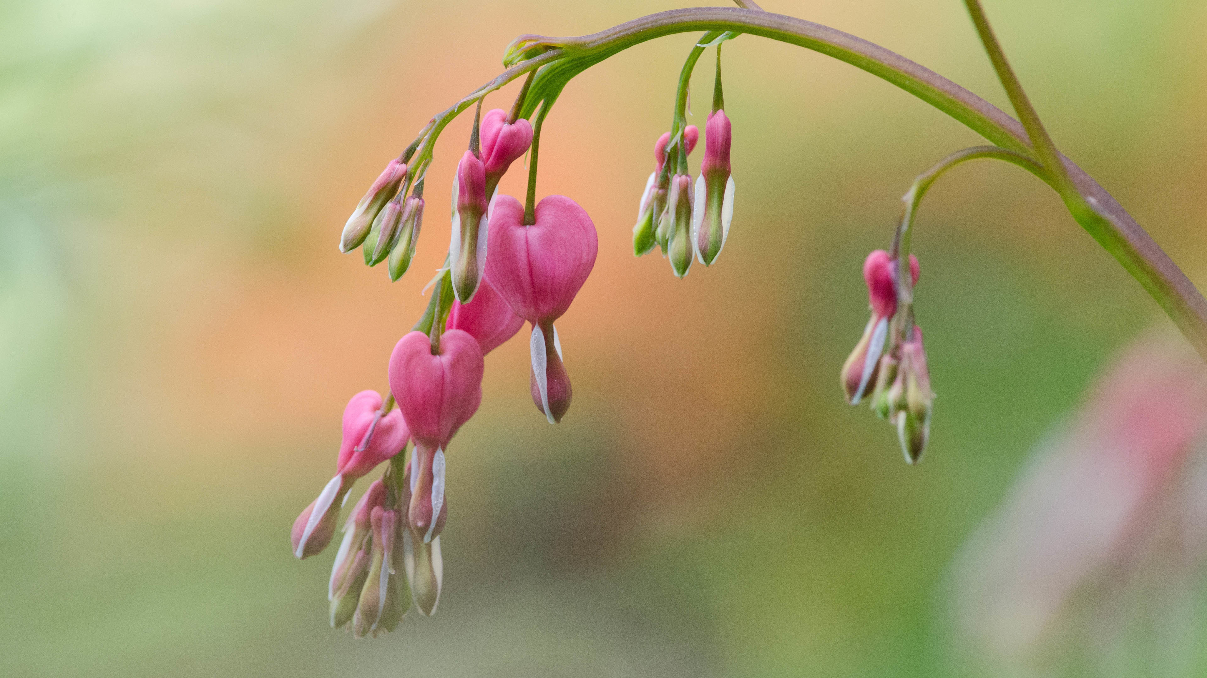 含苞待放 荷包牡丹
