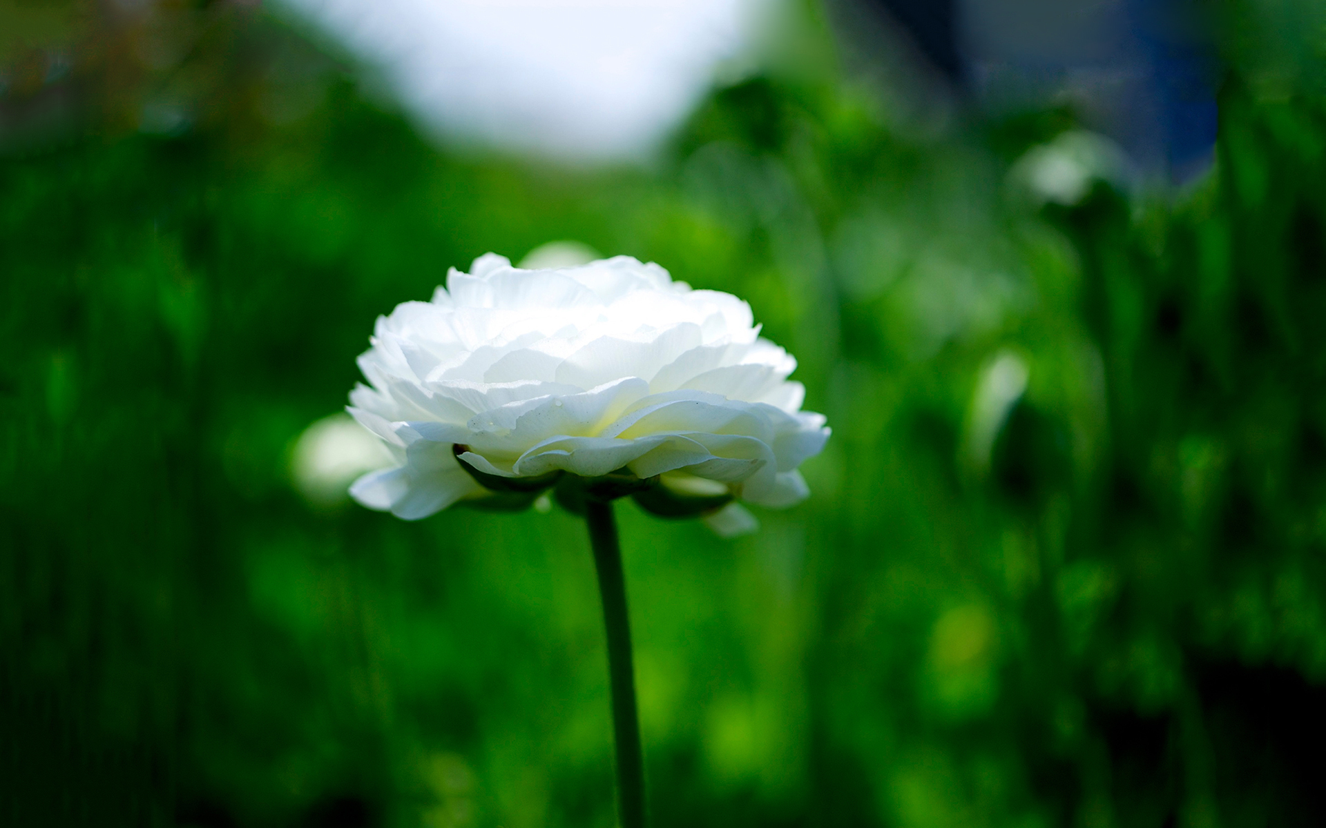清新淡雅 小白花