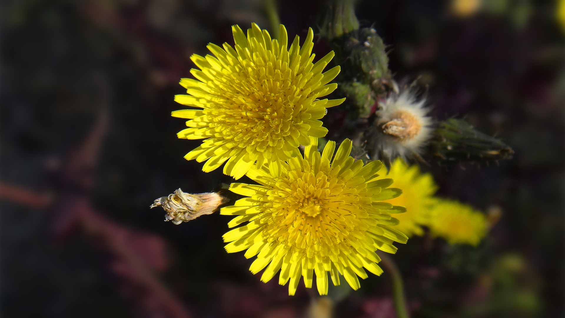 清新淡雅 小黄花