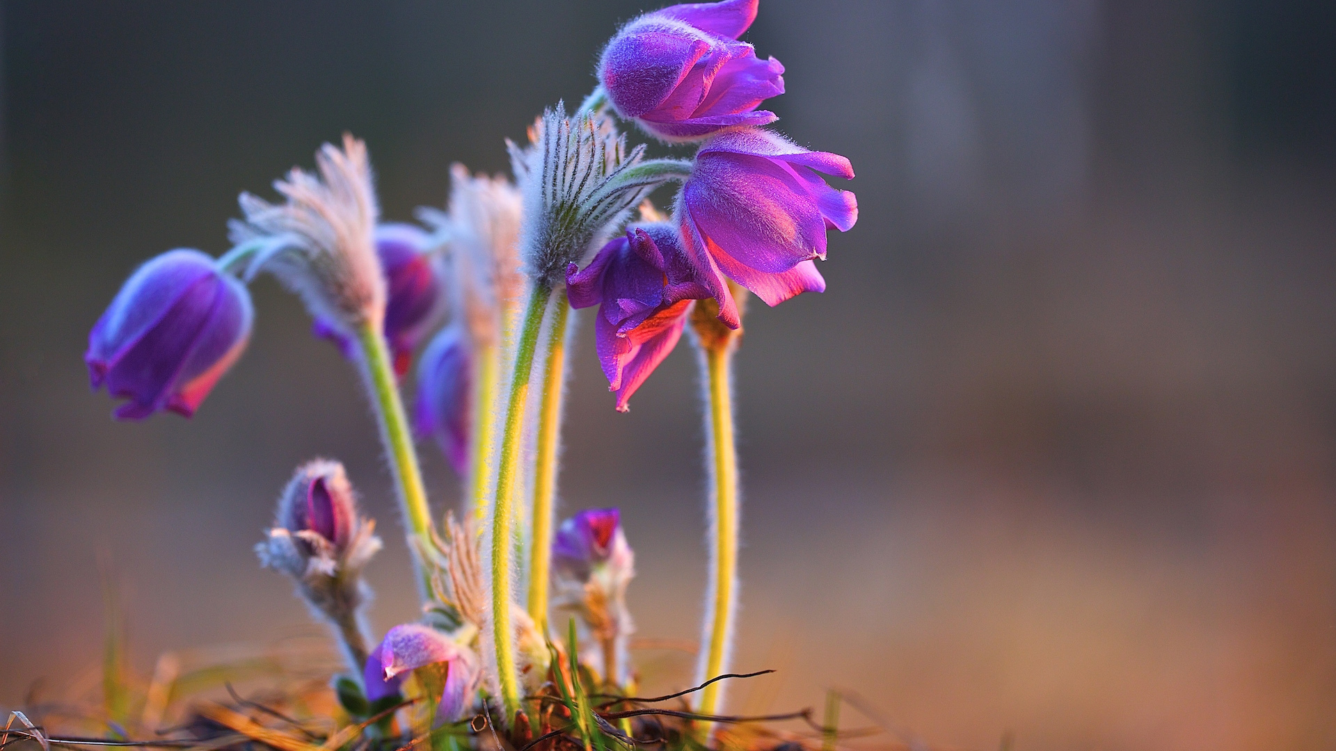 小清新 娇艳欲滴