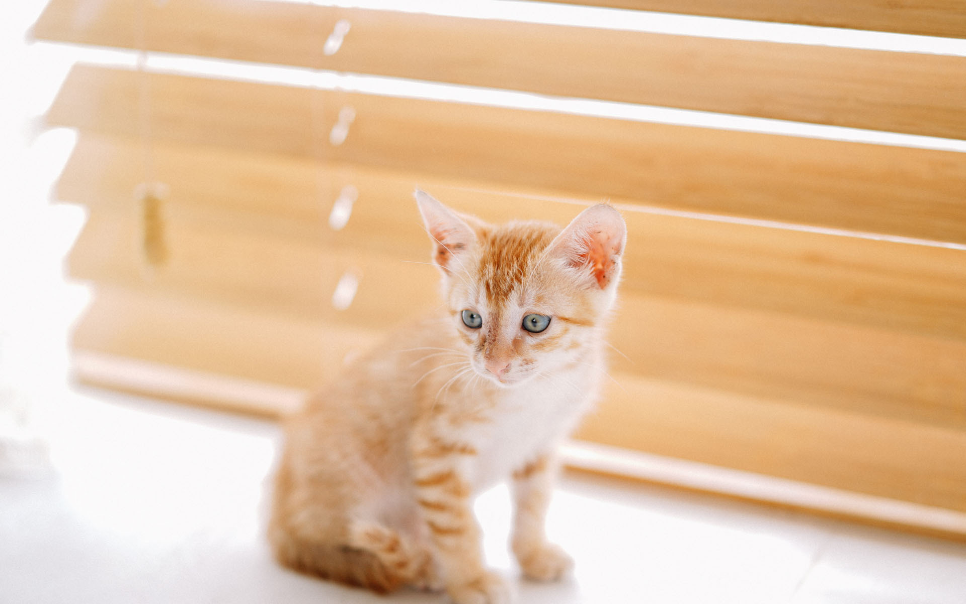 喵星人 可爱软萌小猫咪