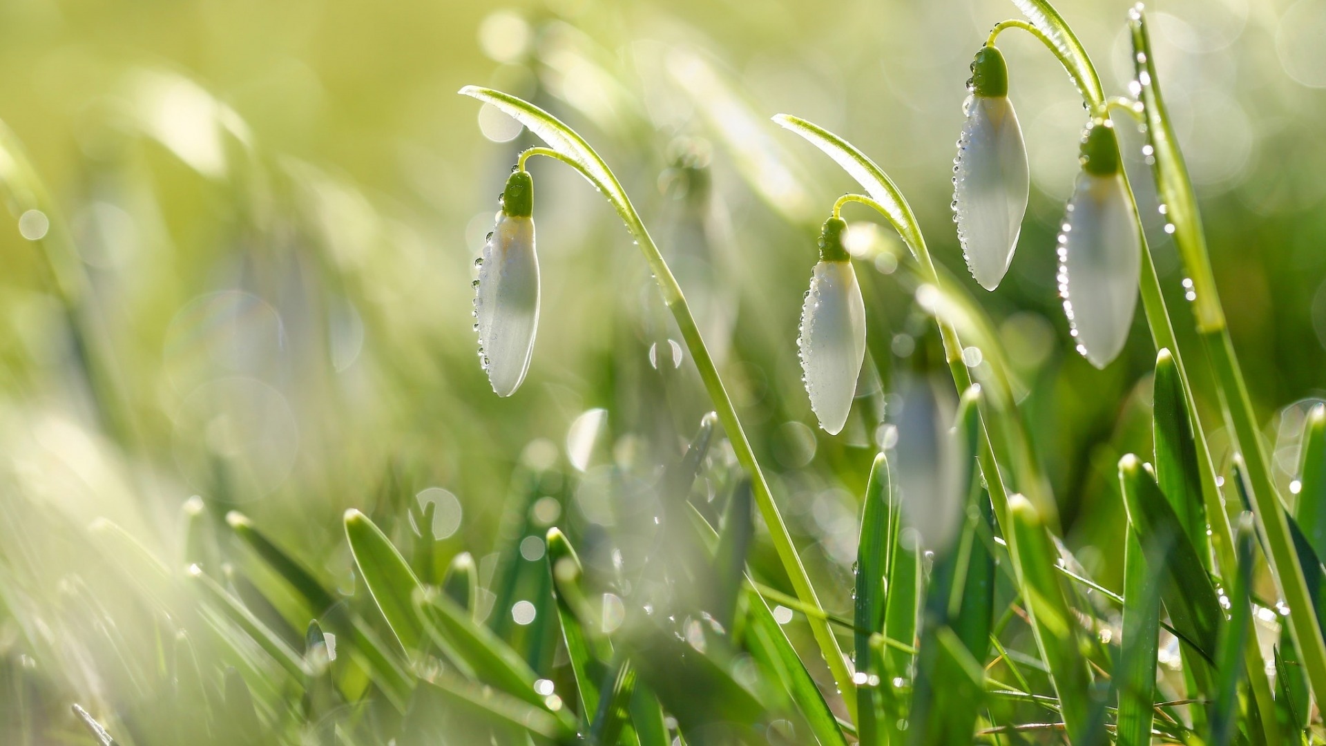 舒缓压力  清新雪滴花唯美