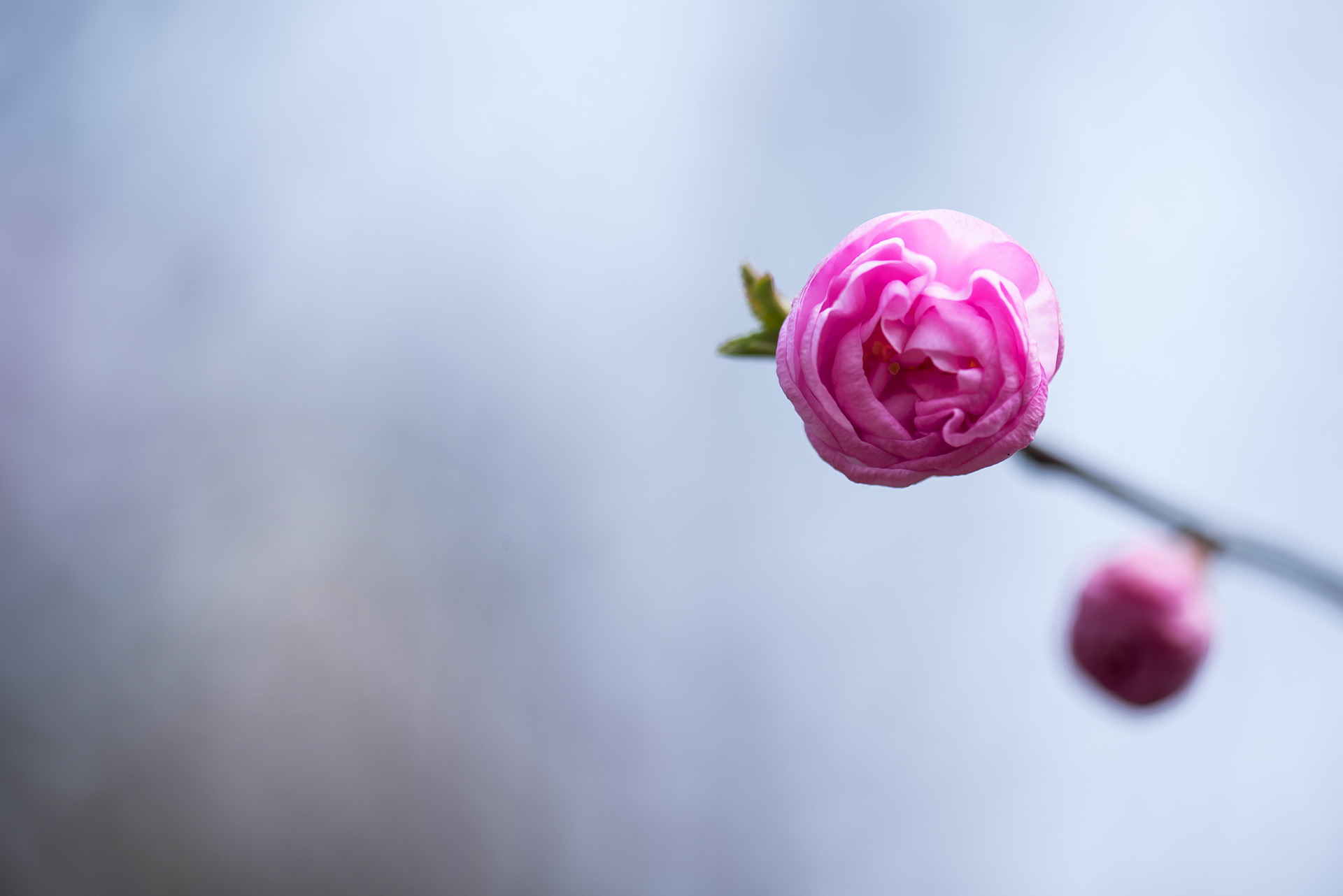 舒缓压力 榆叶梅