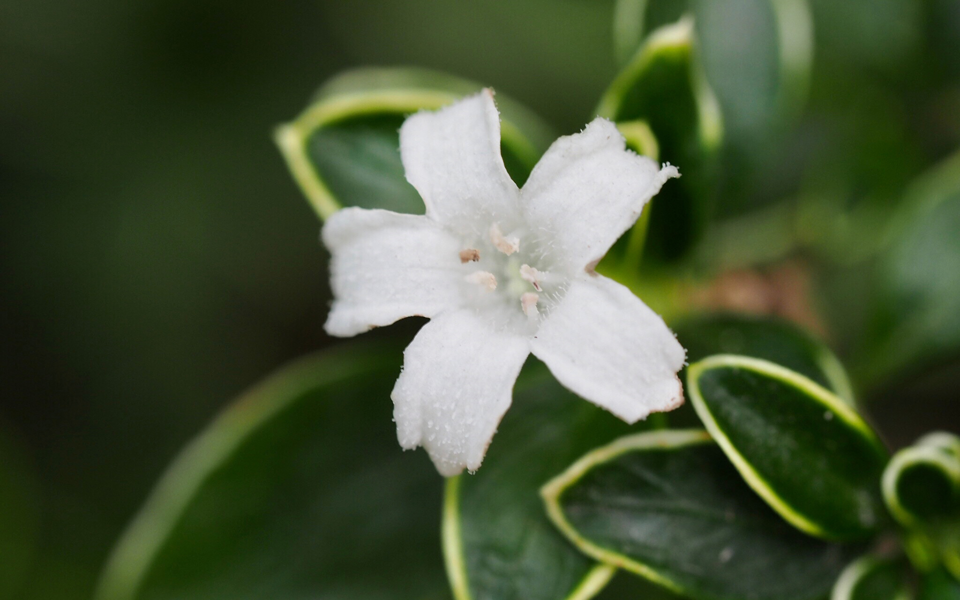 护眼壁纸  小清新 植物   素花   白色