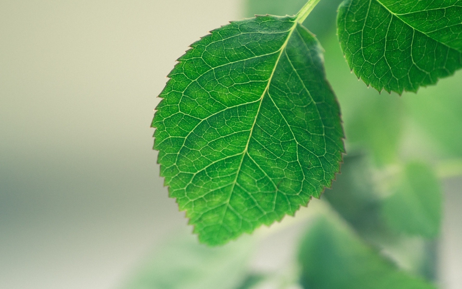 小清新 护眼 绿色