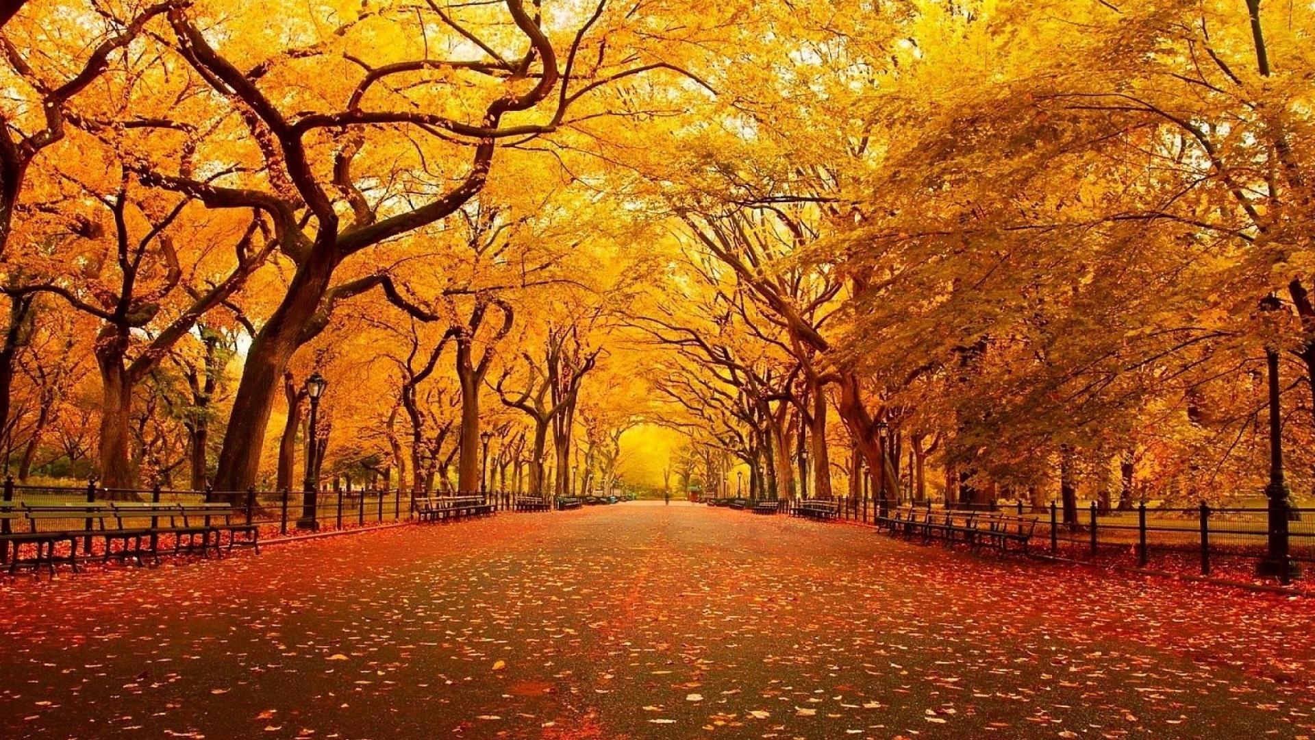 自然 秋景 美景