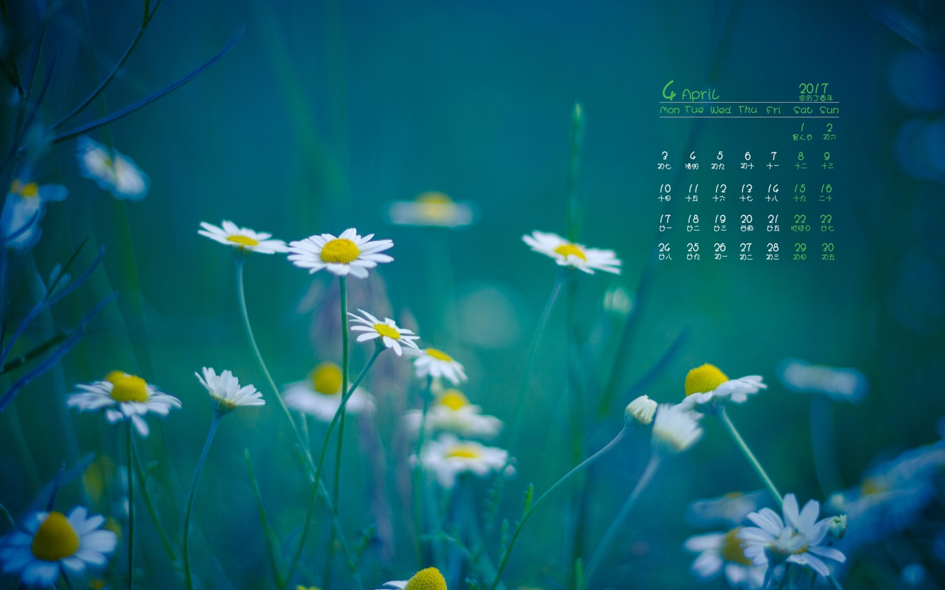 2017年4月 小野菊