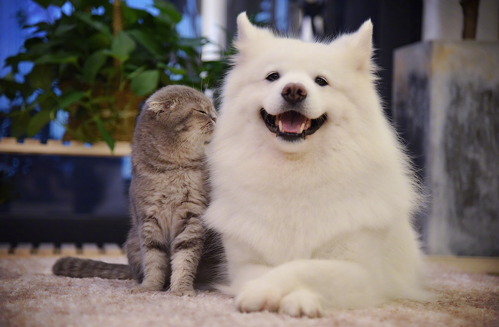 萌宠 动物 喵星人 汪星人 萨摩耶