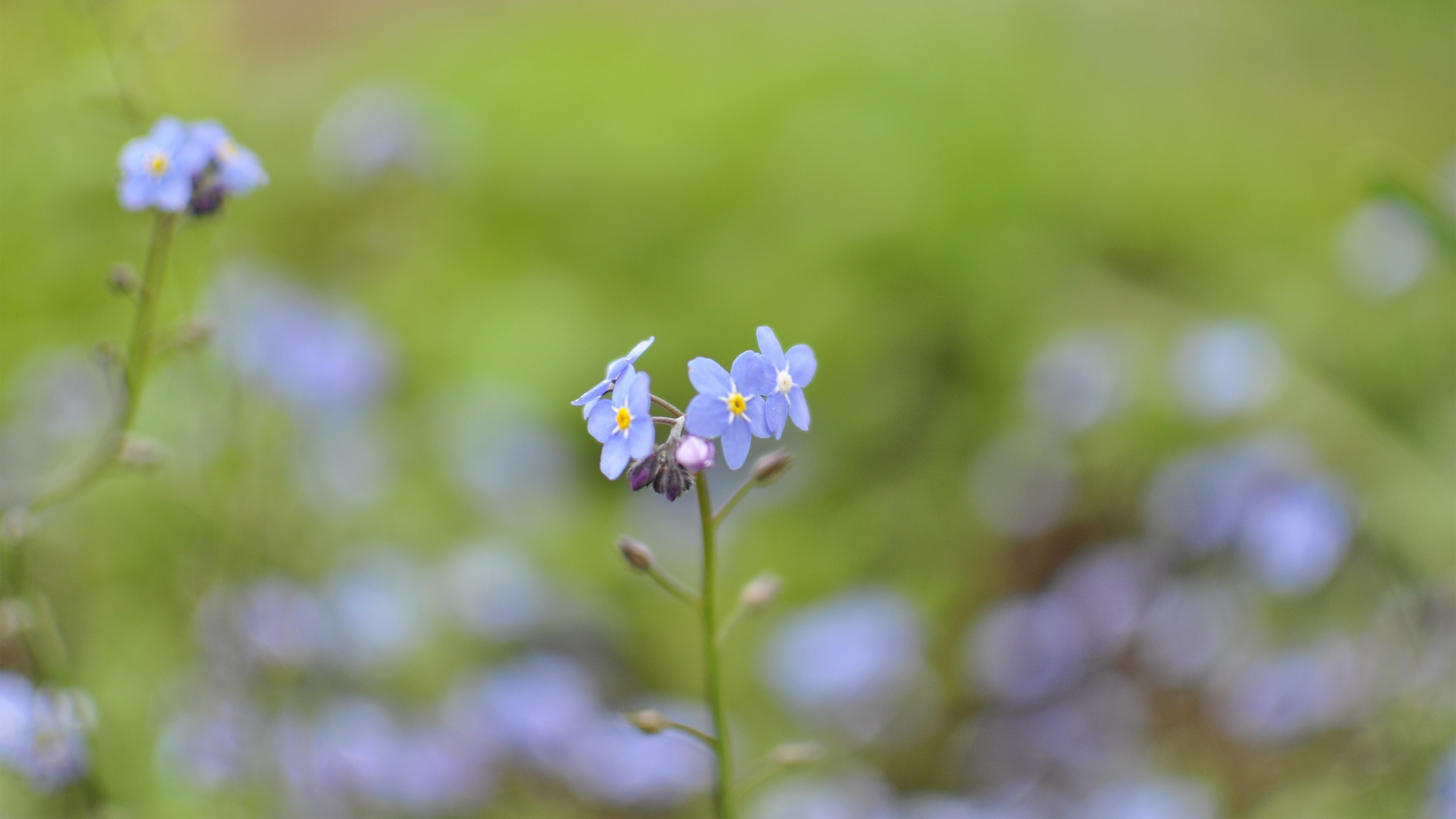 娇艳欲滴 紫色 碎花