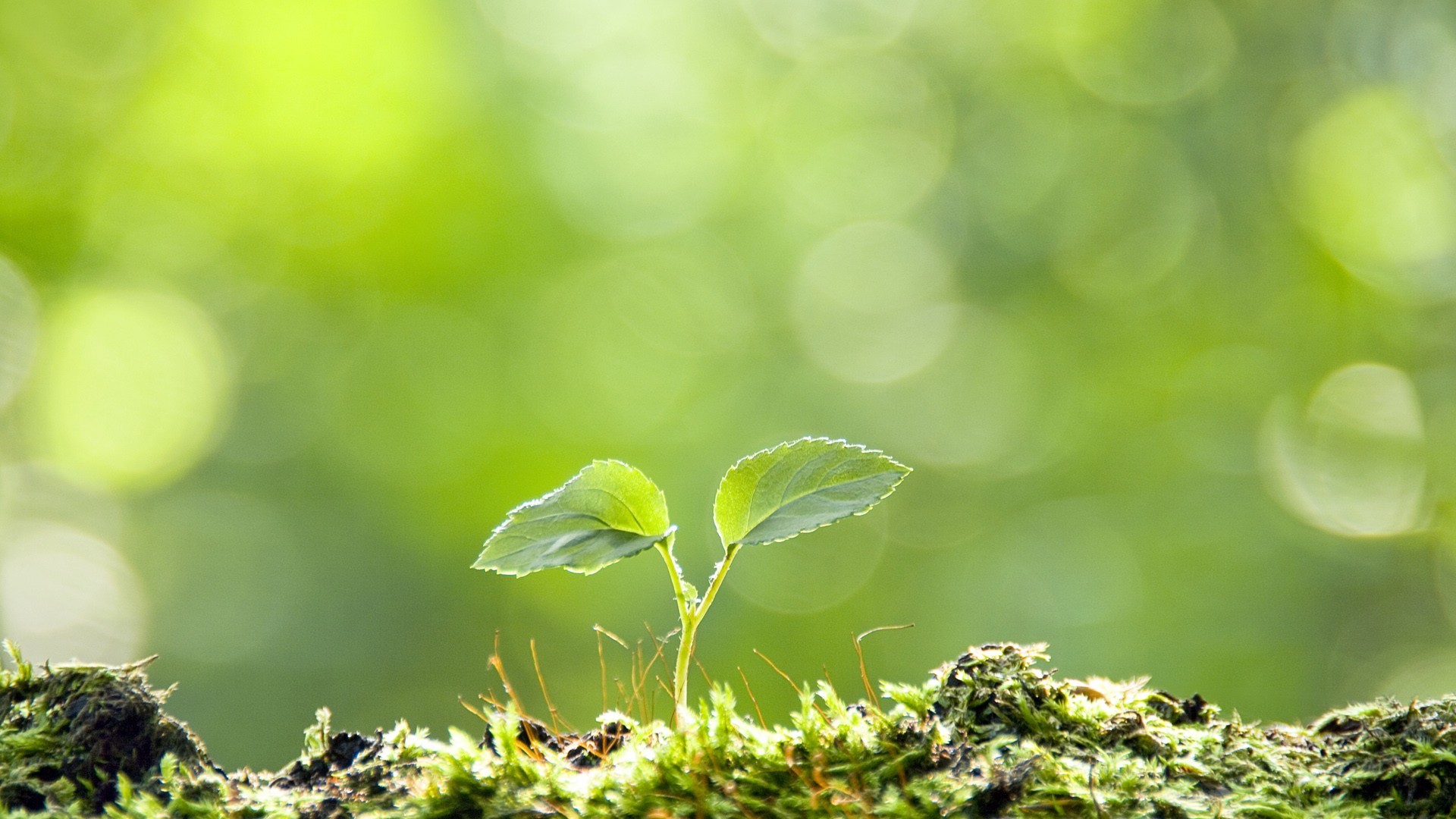 小清新 植物 嫩芽 绿色