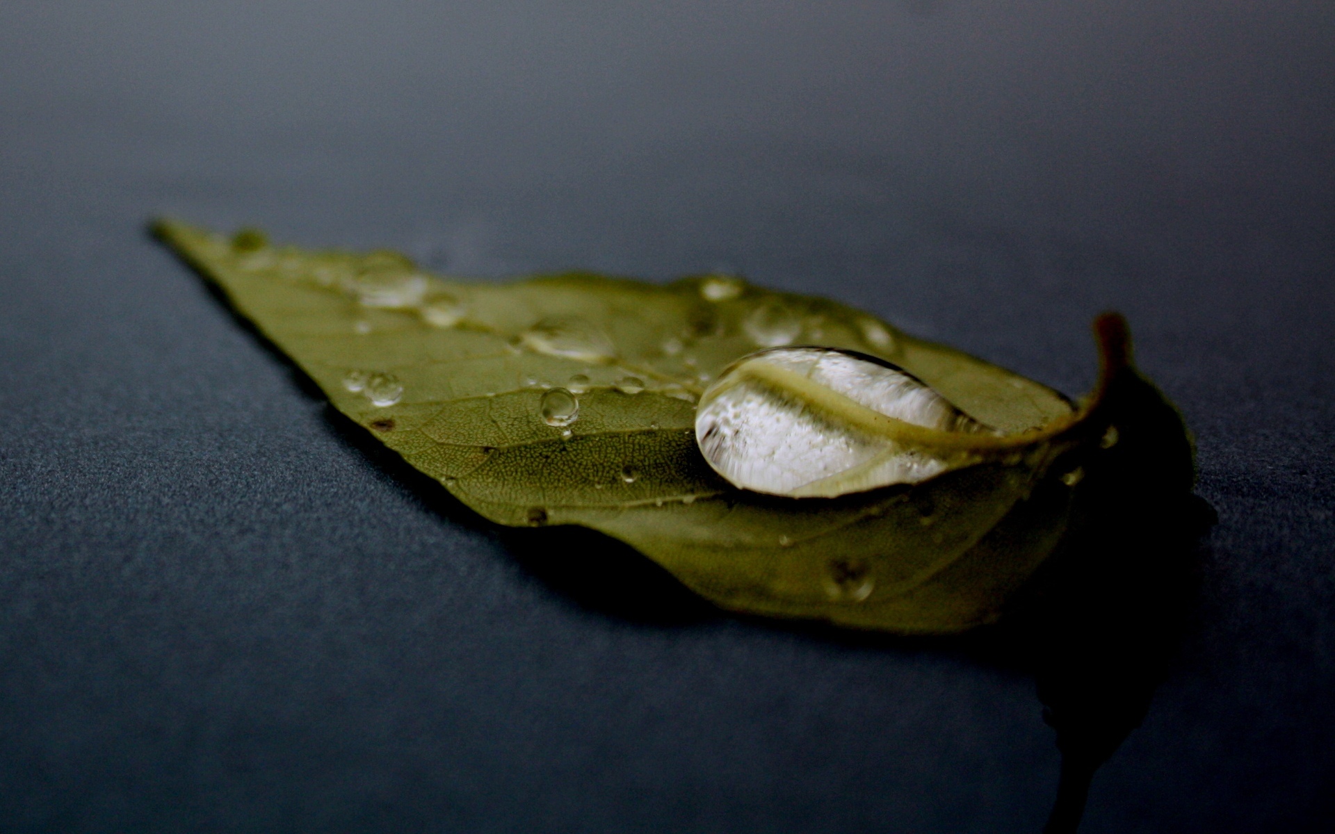 小清新 舒缓压力 树叶 露珠