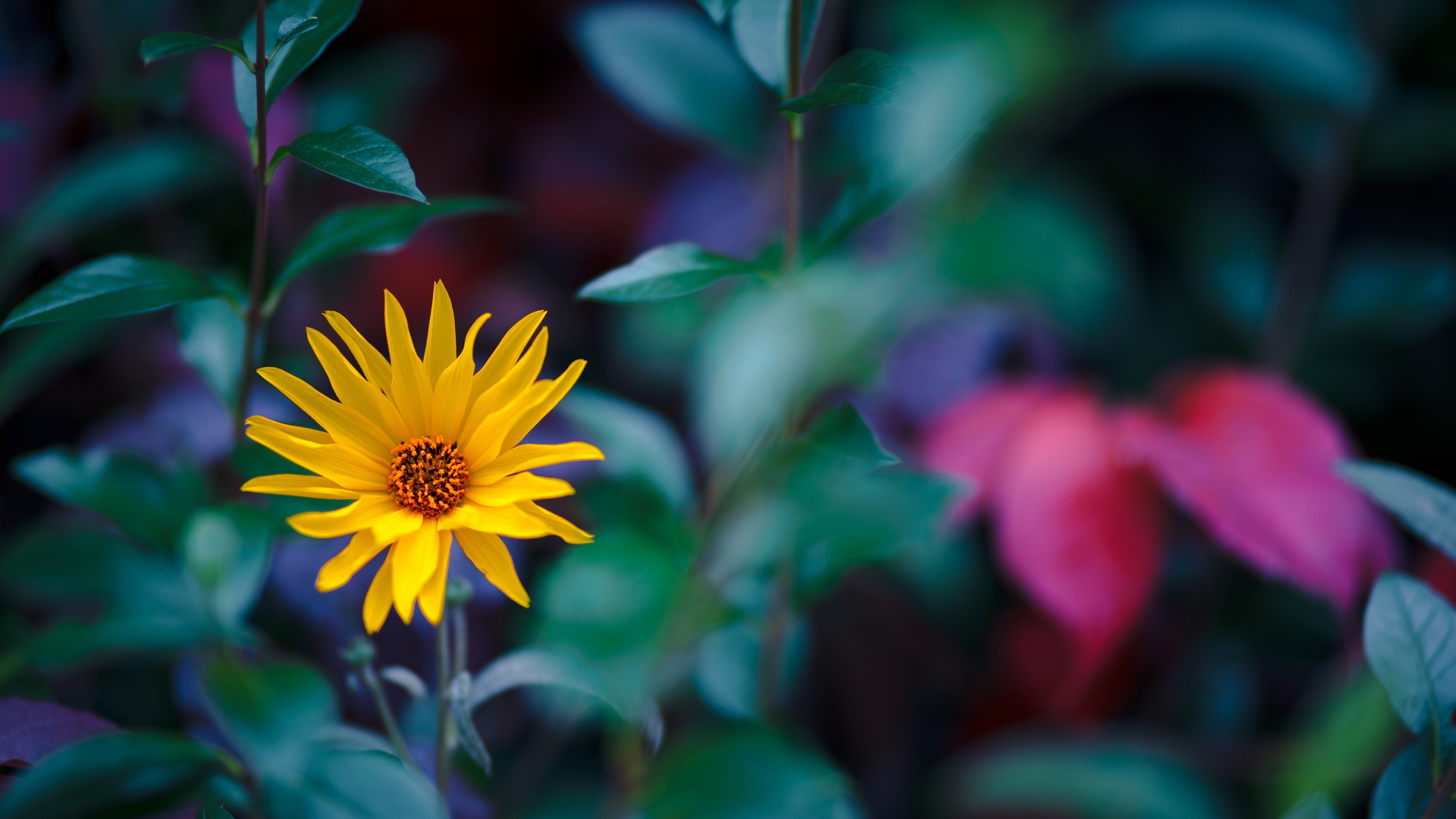 花卉 黄花 向日葵 向阳花