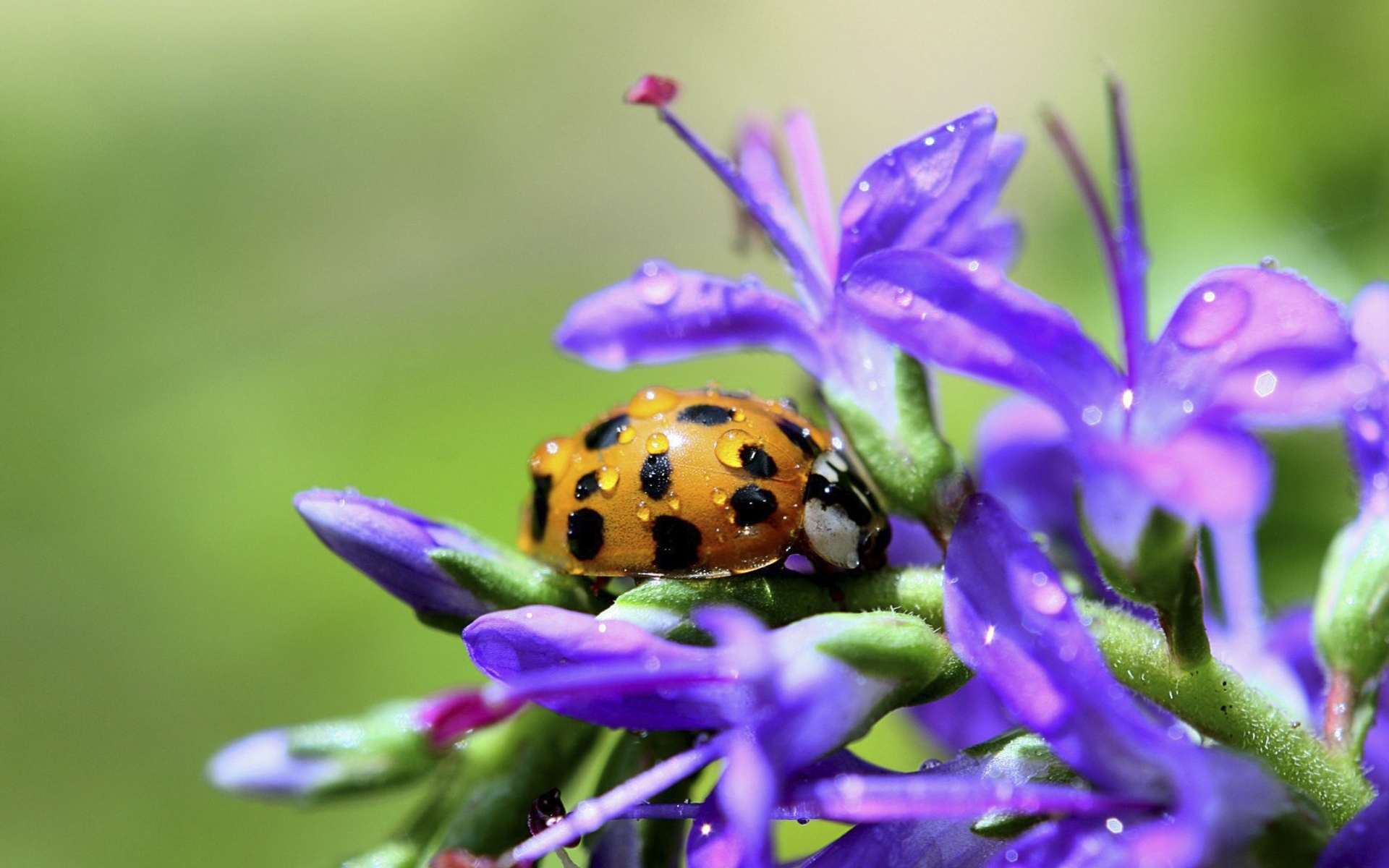 艳艳夏日 花中瓢虫