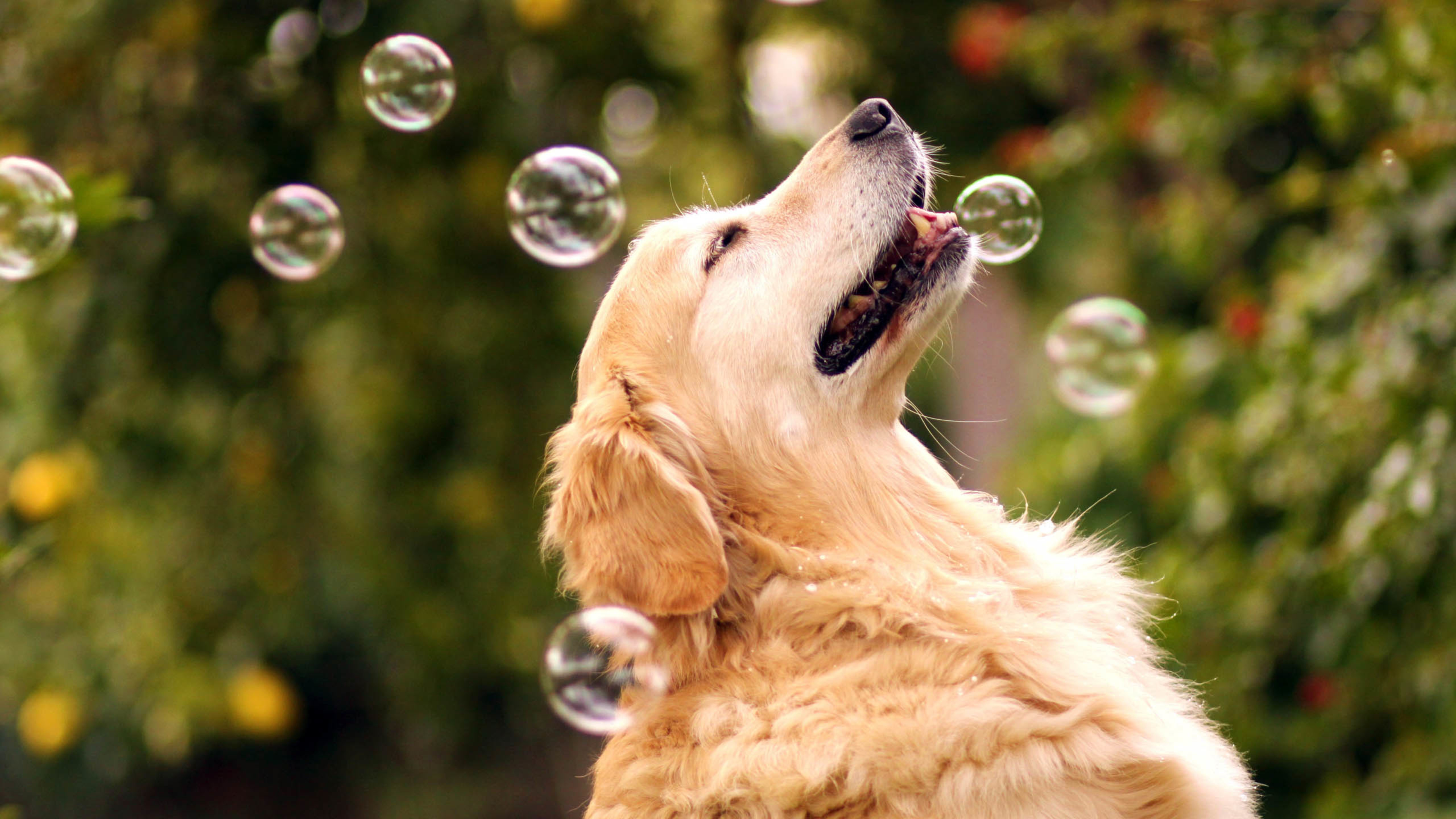 汪星人 狗 金毛