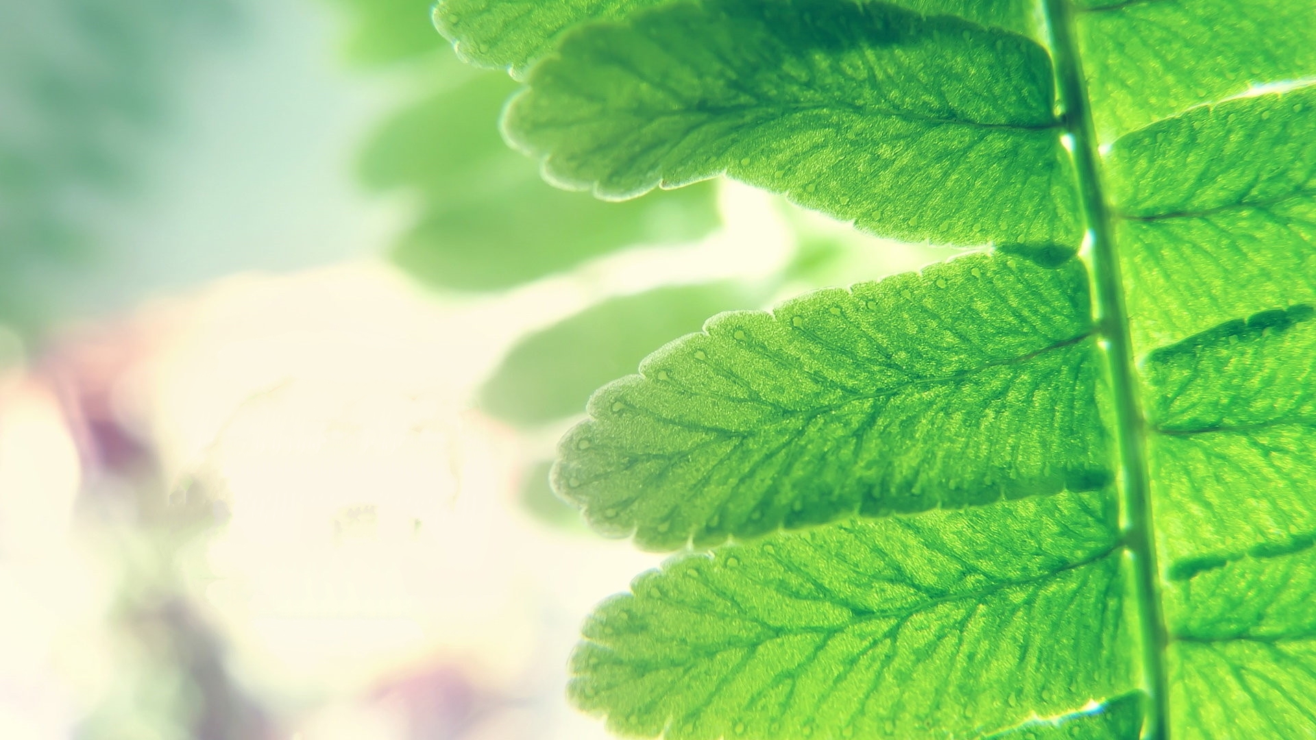 护眼壁纸 绿色植物