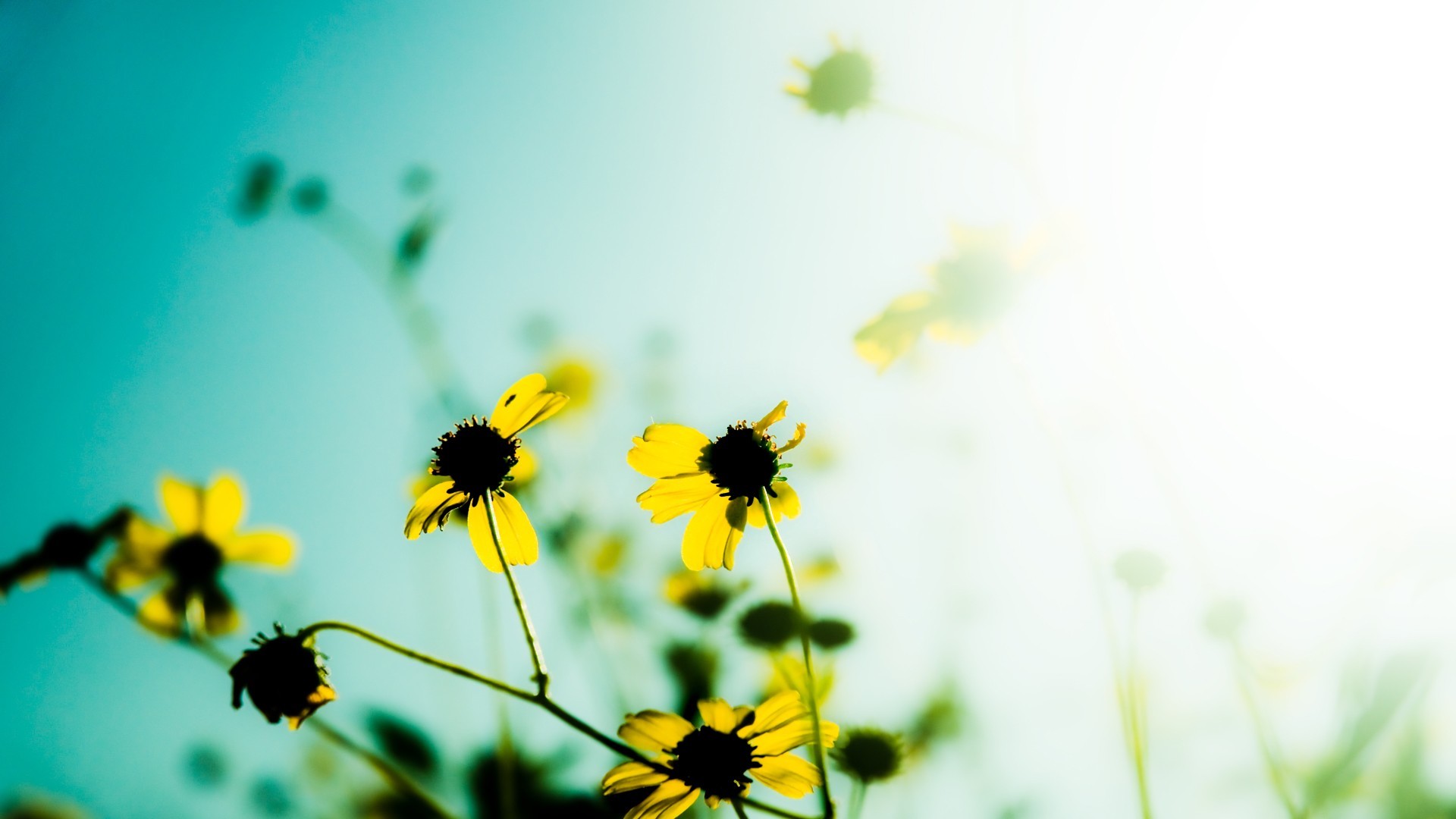 小清新 植物 花卉