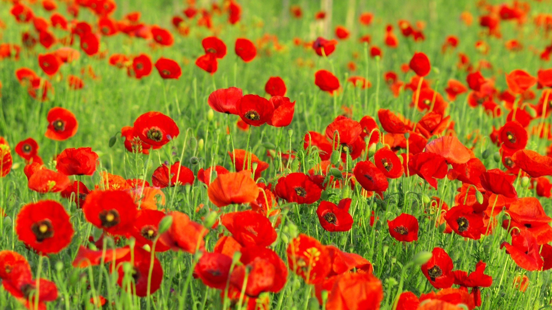 娇艳欲滴 红色花海