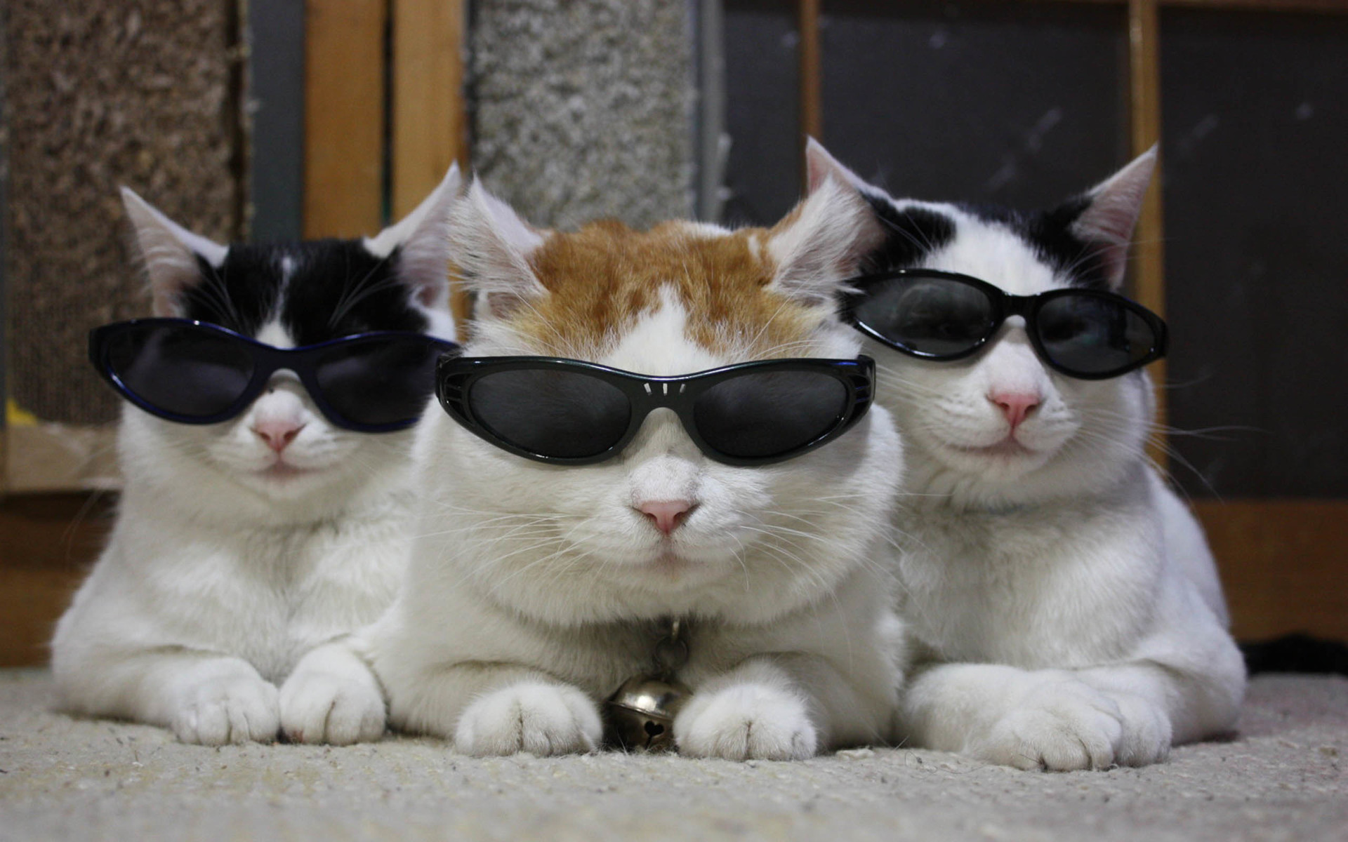 萌宠 动物 喵星人 猫 猫叔