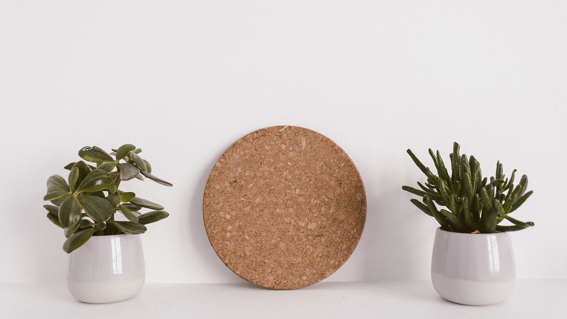 静物写真  简洁  盆栽  绿色  植物   养眼