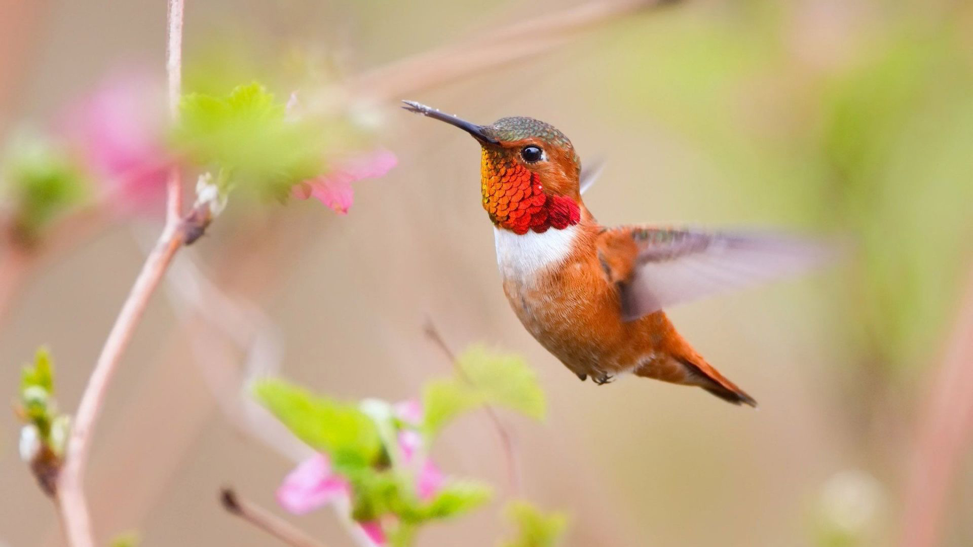 动物 鸟 蜂鸟 大自然